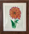 Chrysanthemum