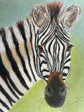 Ziggy The Zebra