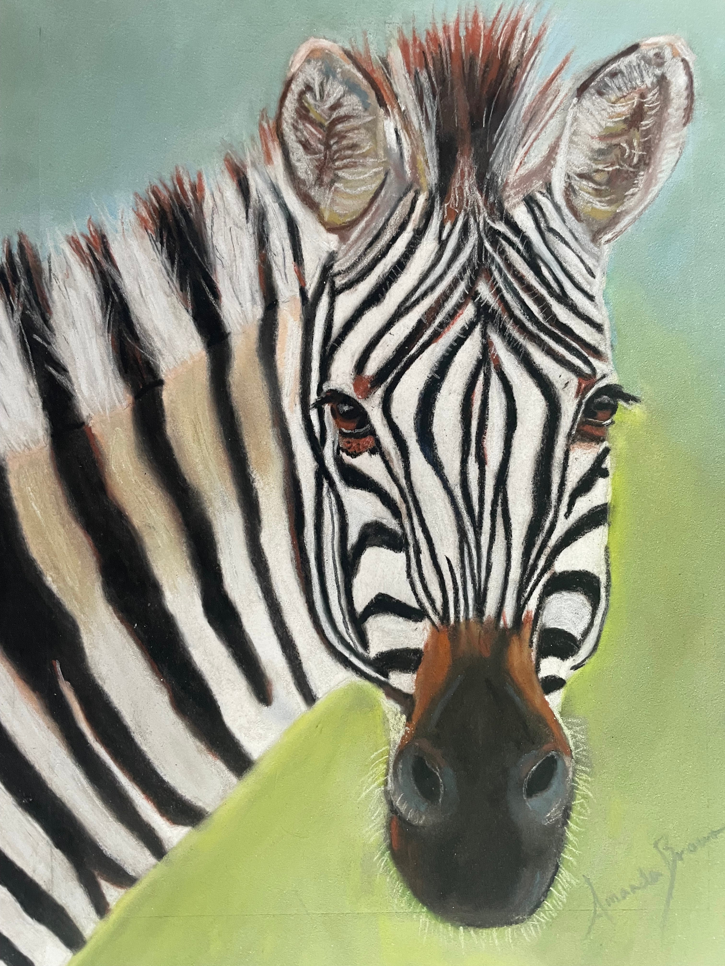 Ziggy The Zebra