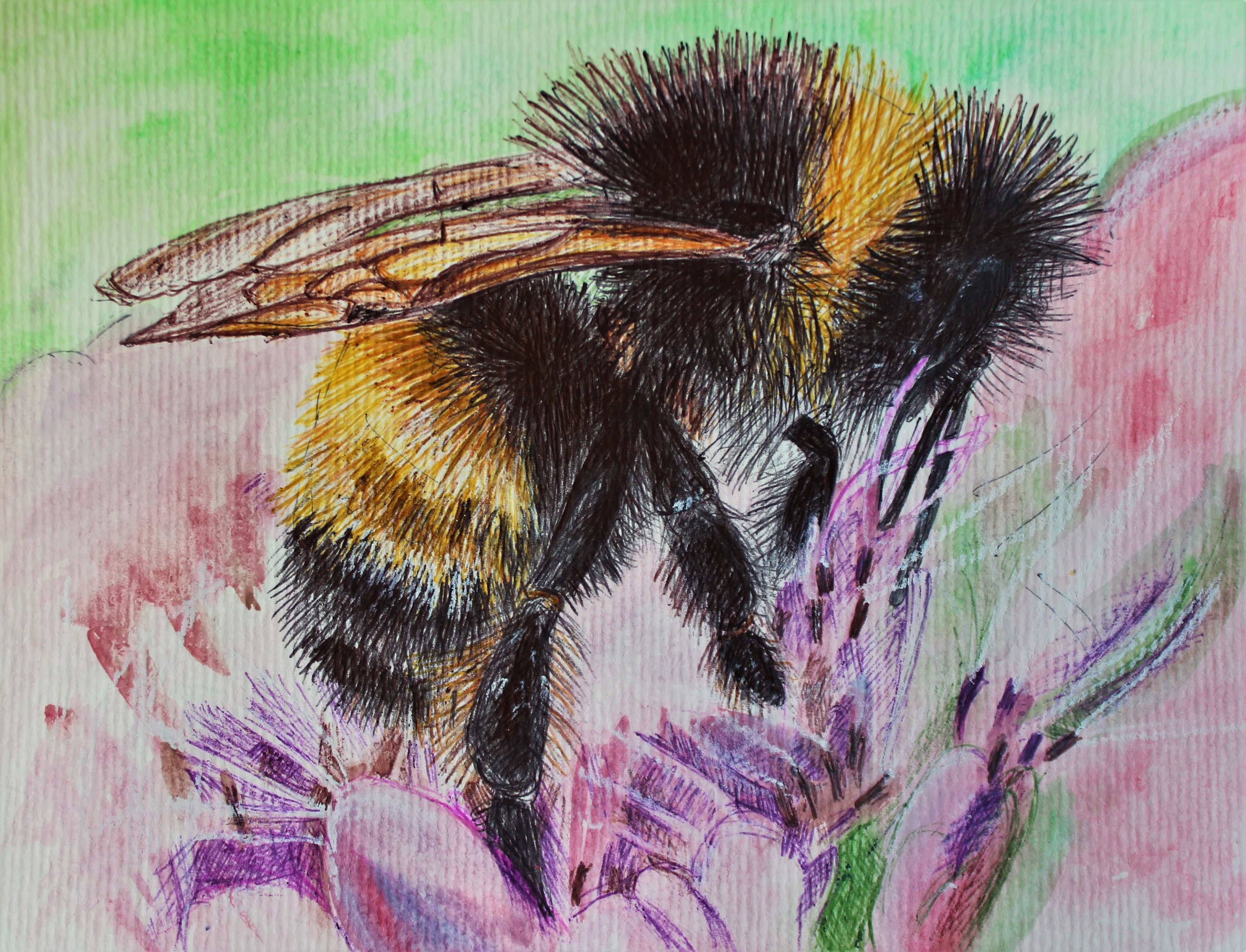 Bumblebee ballpoint pen drawing