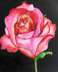 Pink Rose