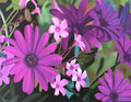 Purple Meadow