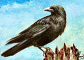 Raven