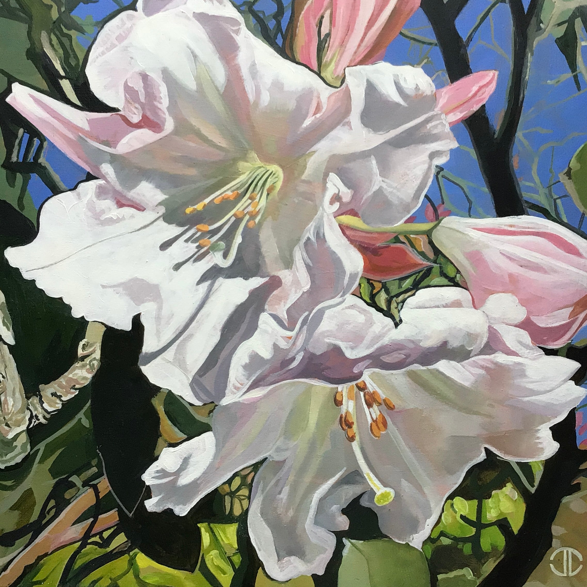 Rododendron Blossom
