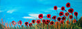 Lovely poppies