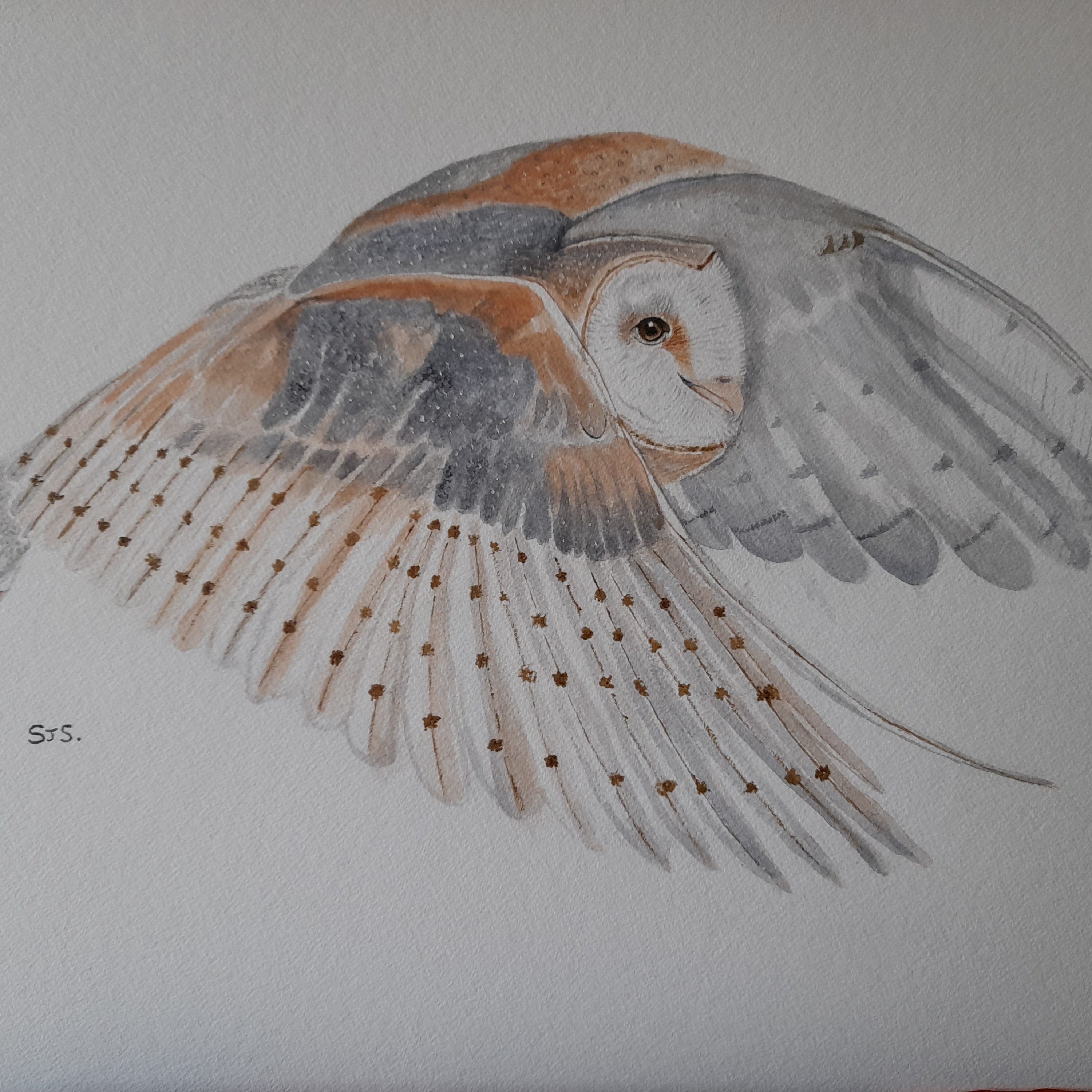 Barn Owl in flight