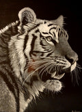 Tiger in black and white