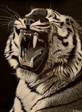 Tiger in black and white 3