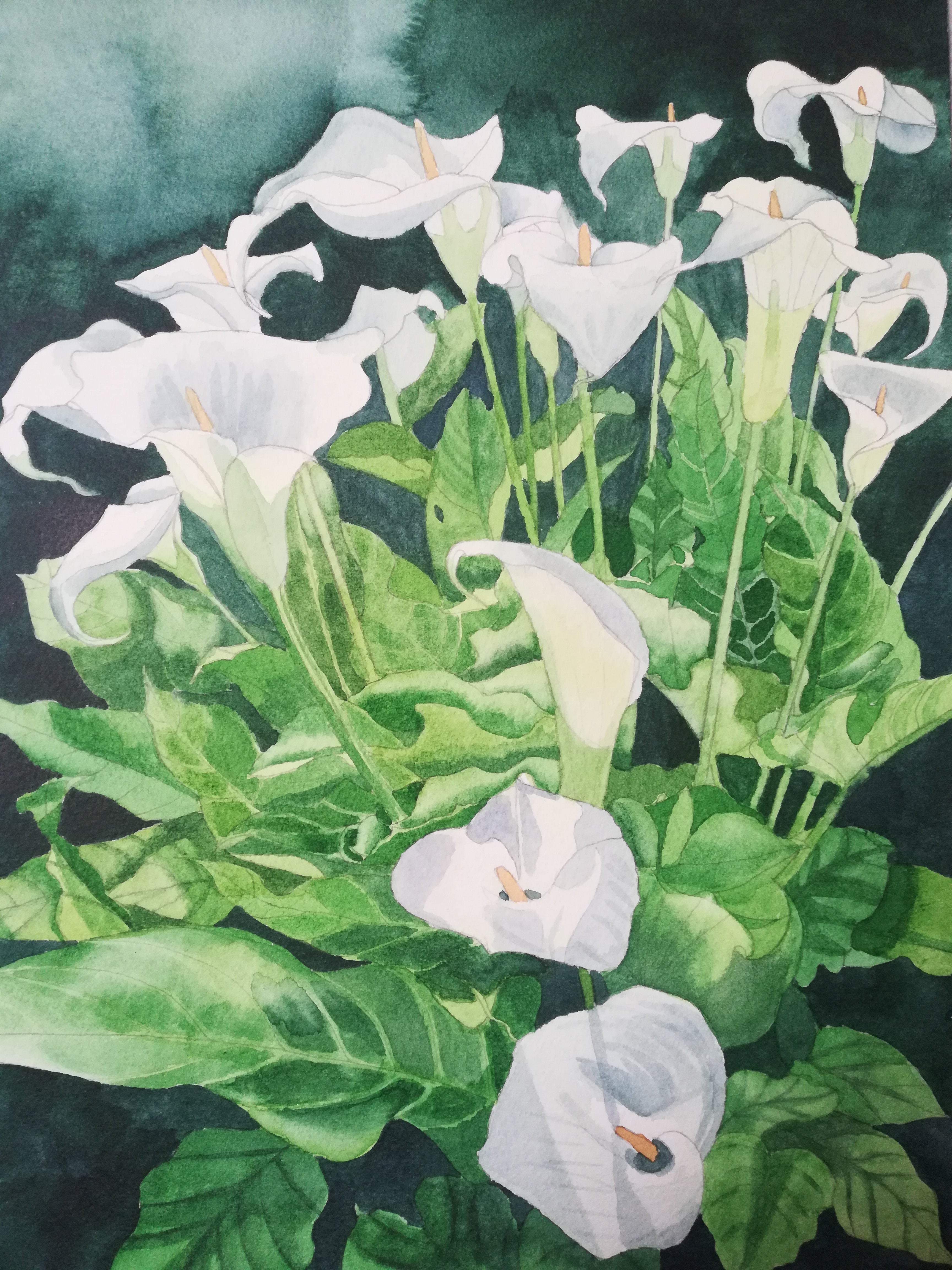 White Calla lilies in watercolour