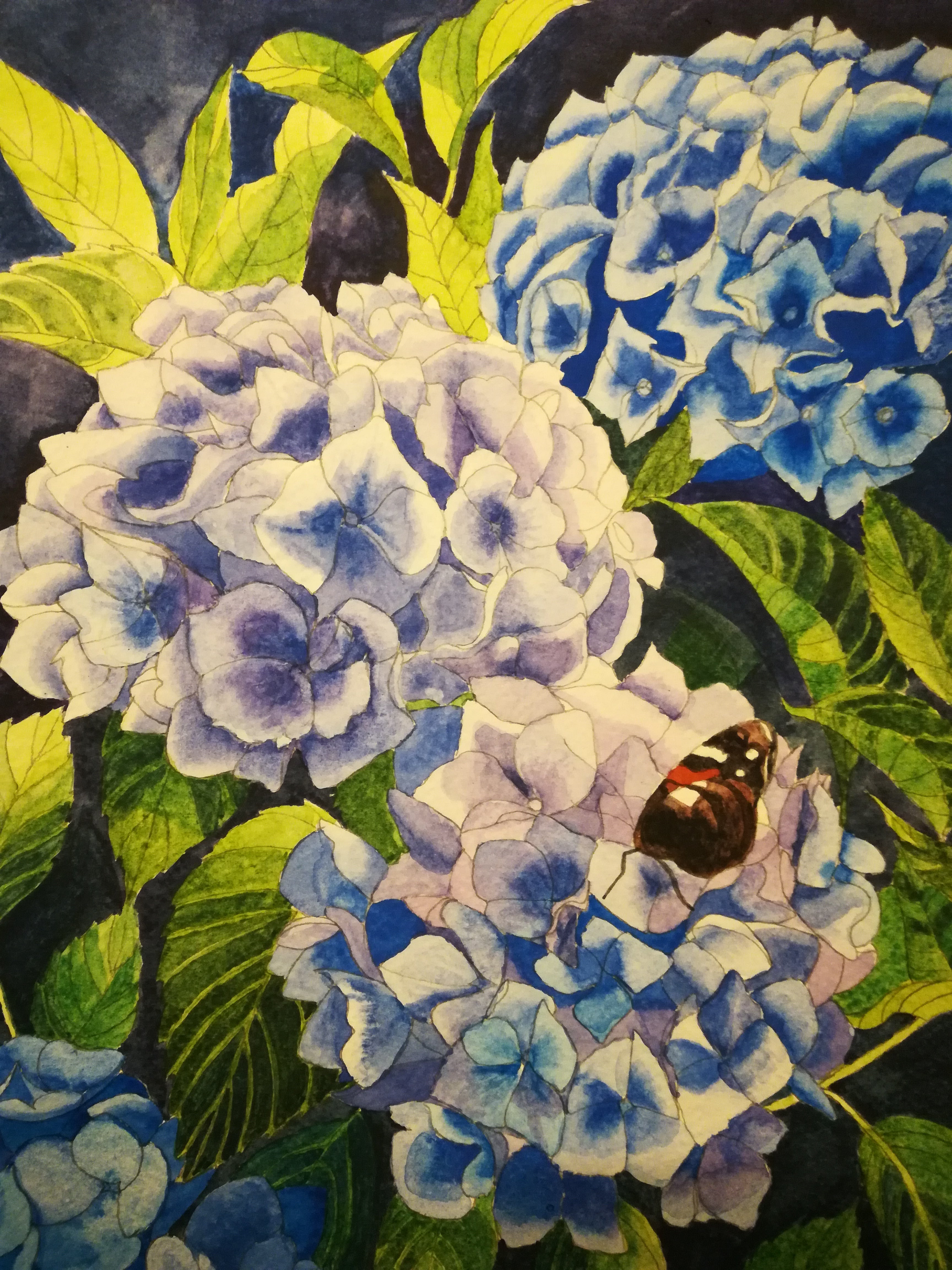 Blue hydrangeas with Butterfly Watercolour