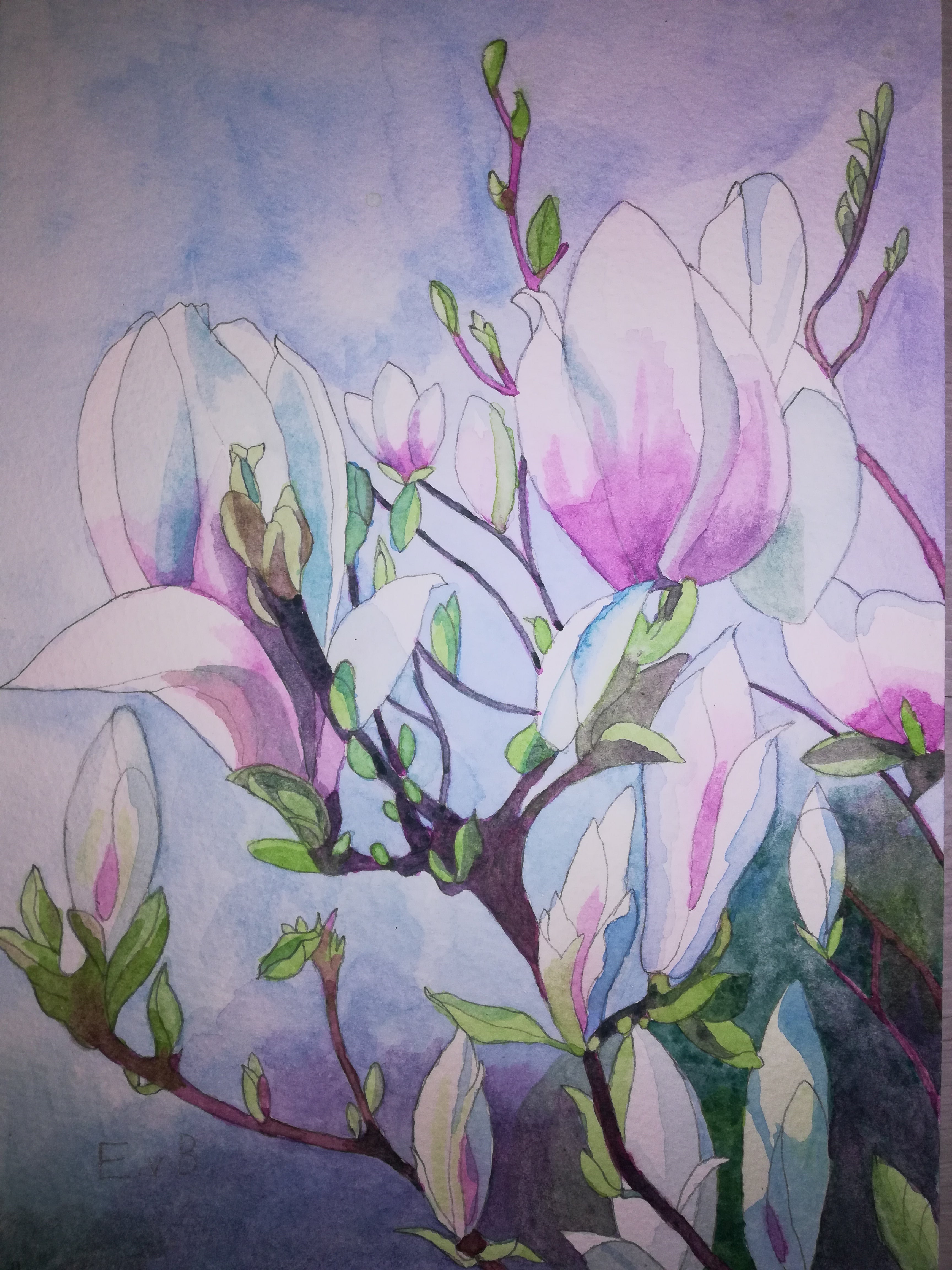 Magnolias in watercolour