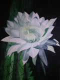 White cactus flower watercolour
