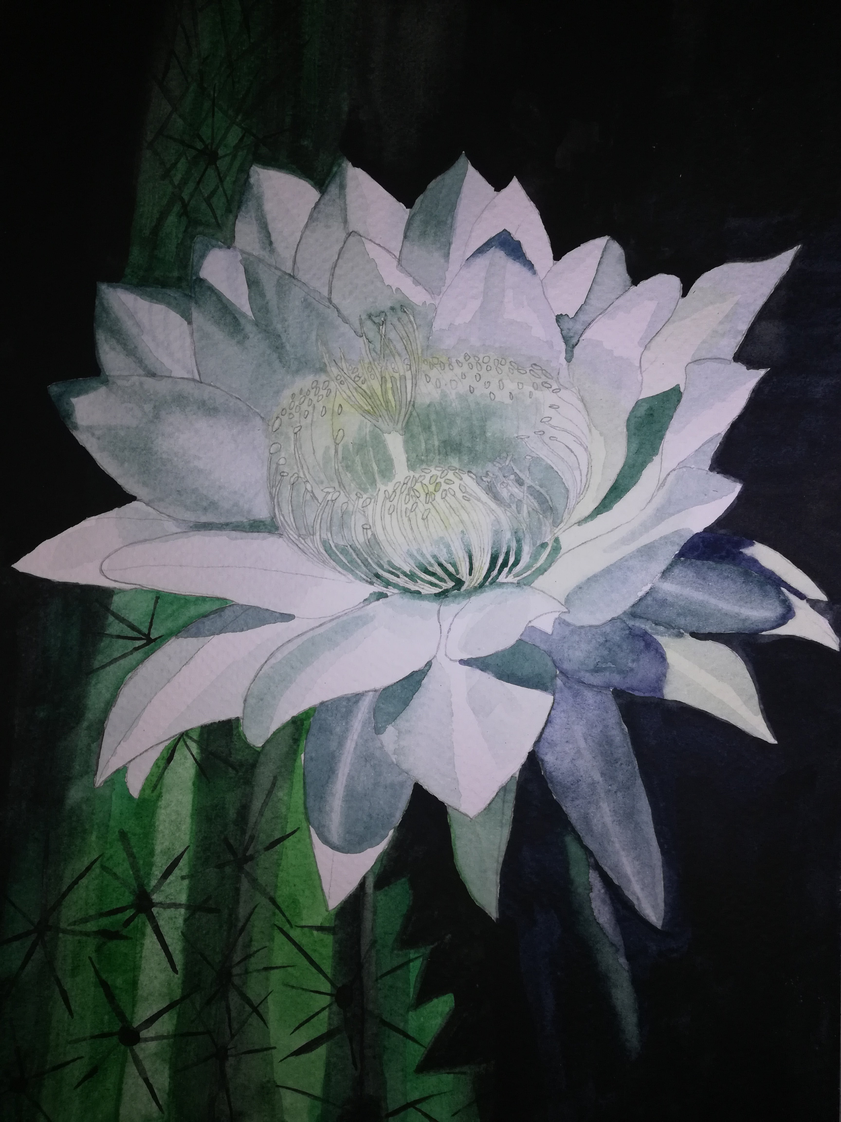 White cactus flower watercolour