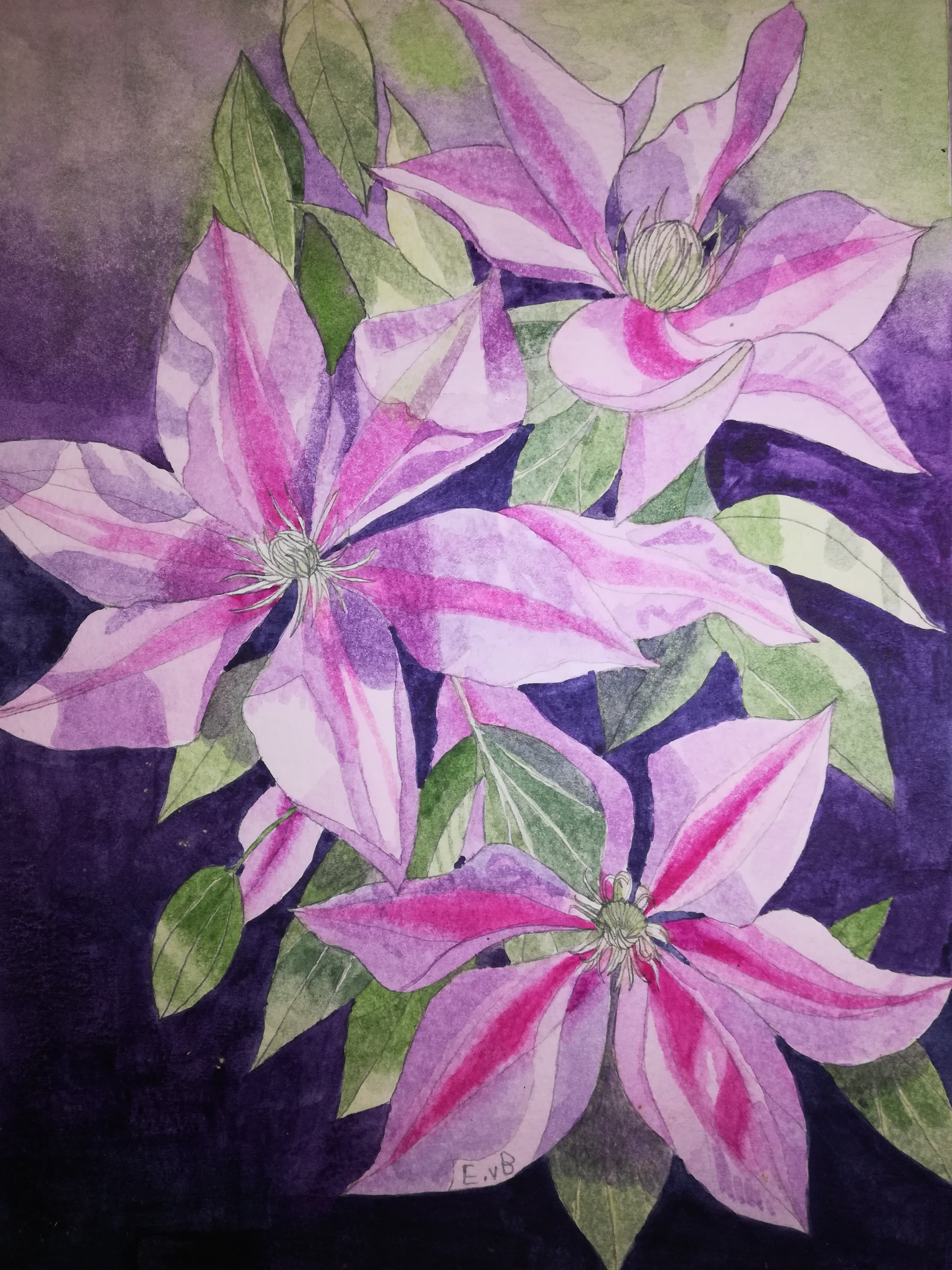 Purple clematis watercolour