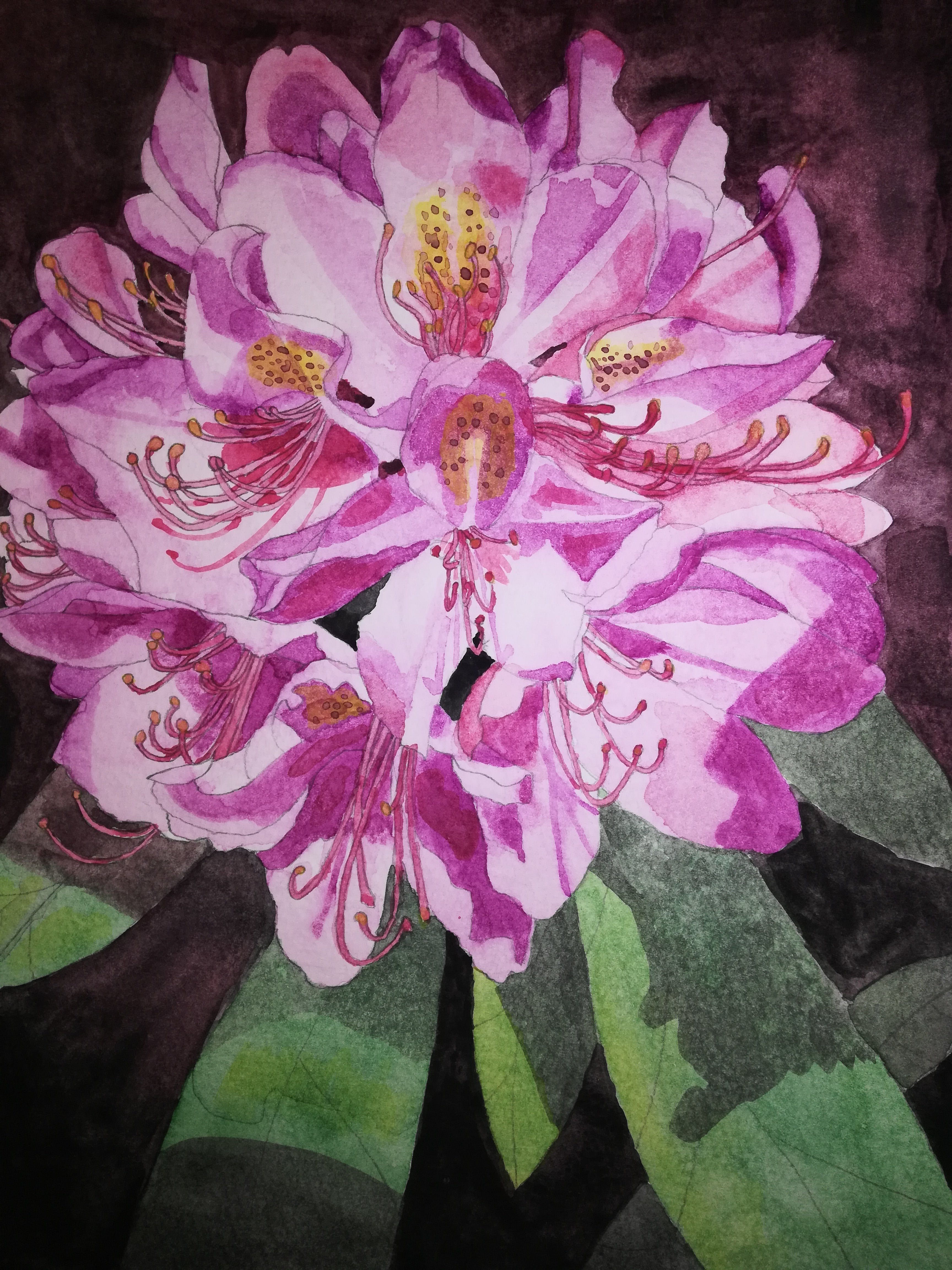 Single pink Rhododendron watercolour