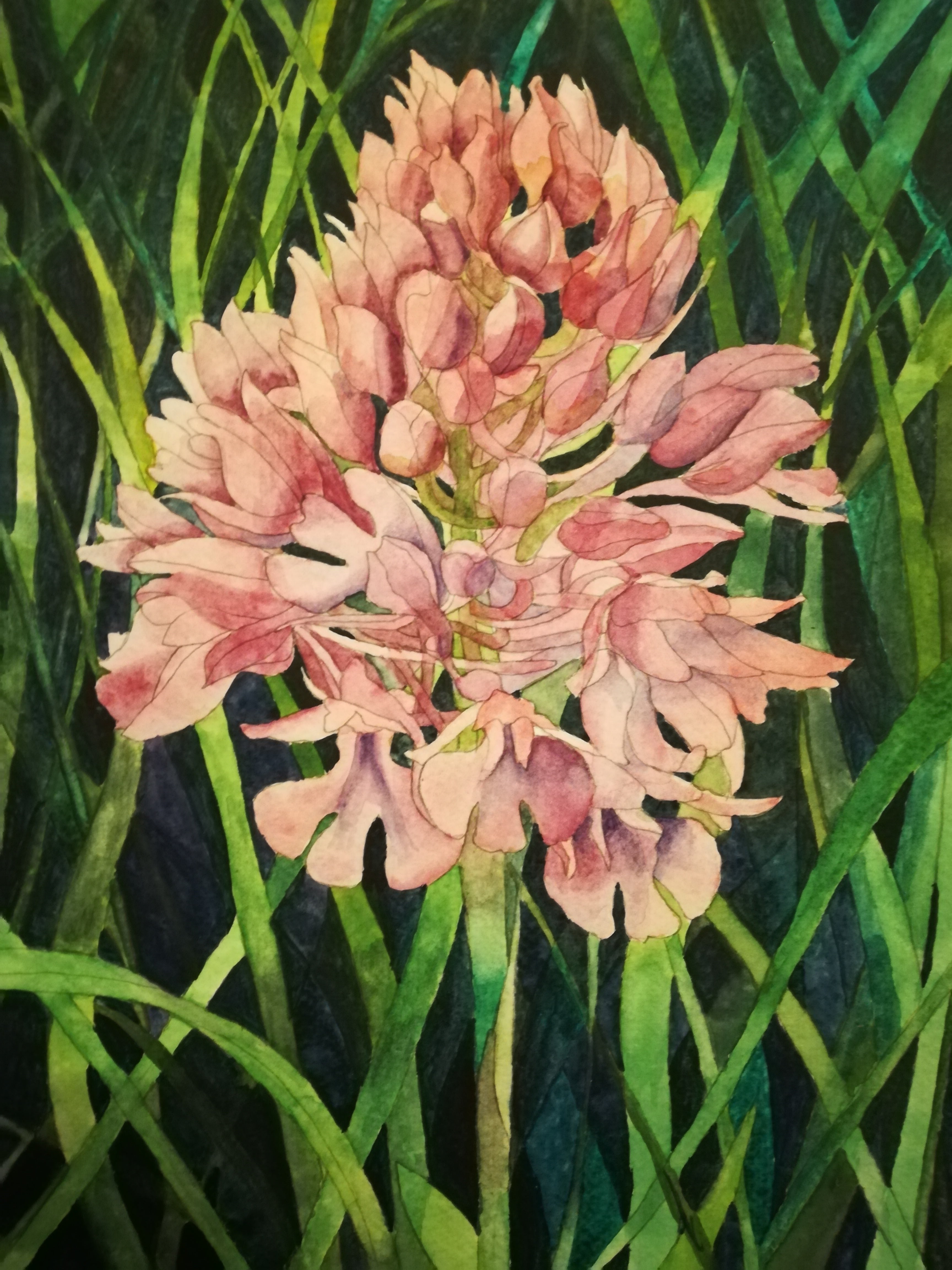 Wild Orchid Watercolour