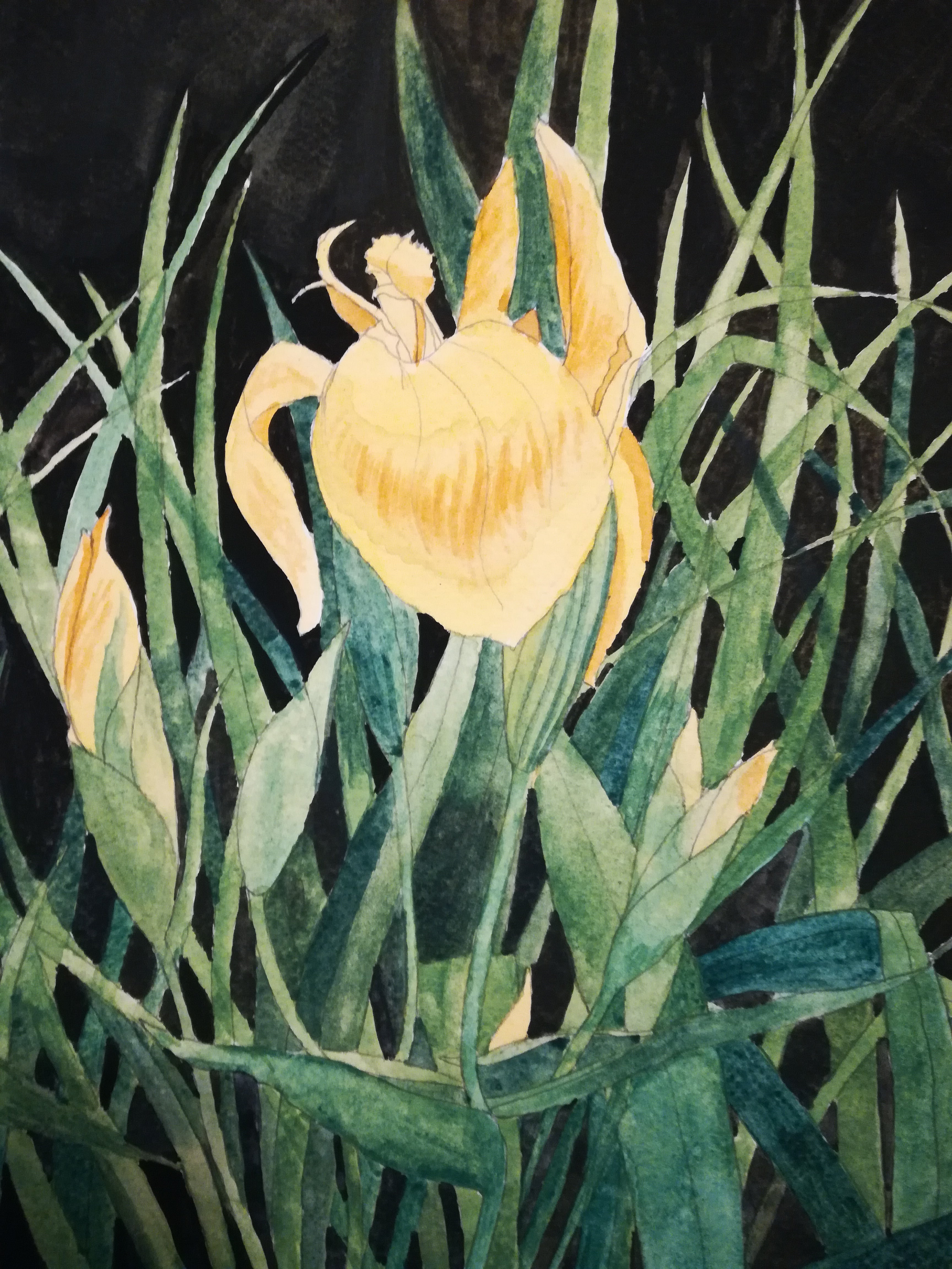 Yellow iris watercolour painting