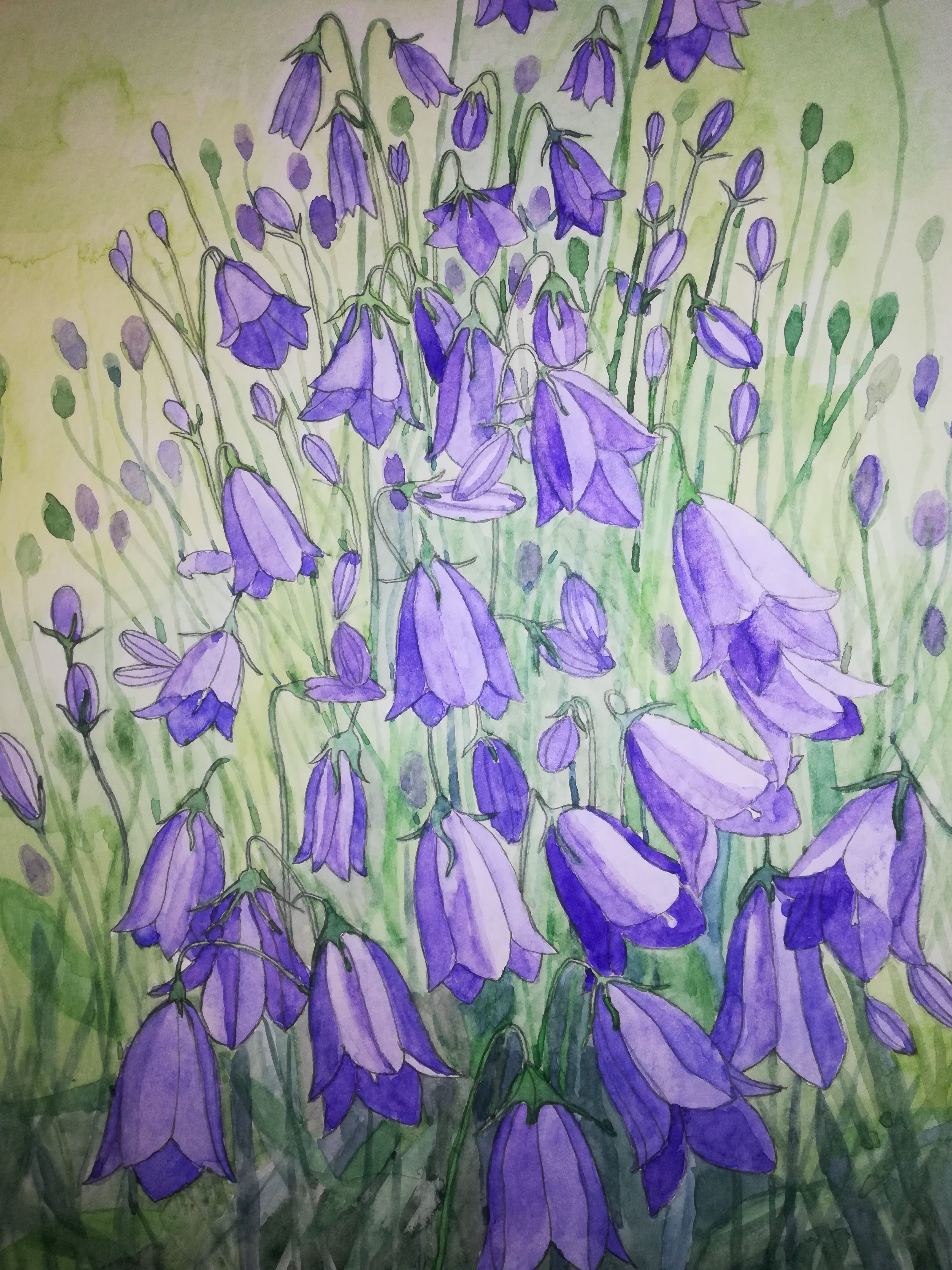 Harebells in watercolour