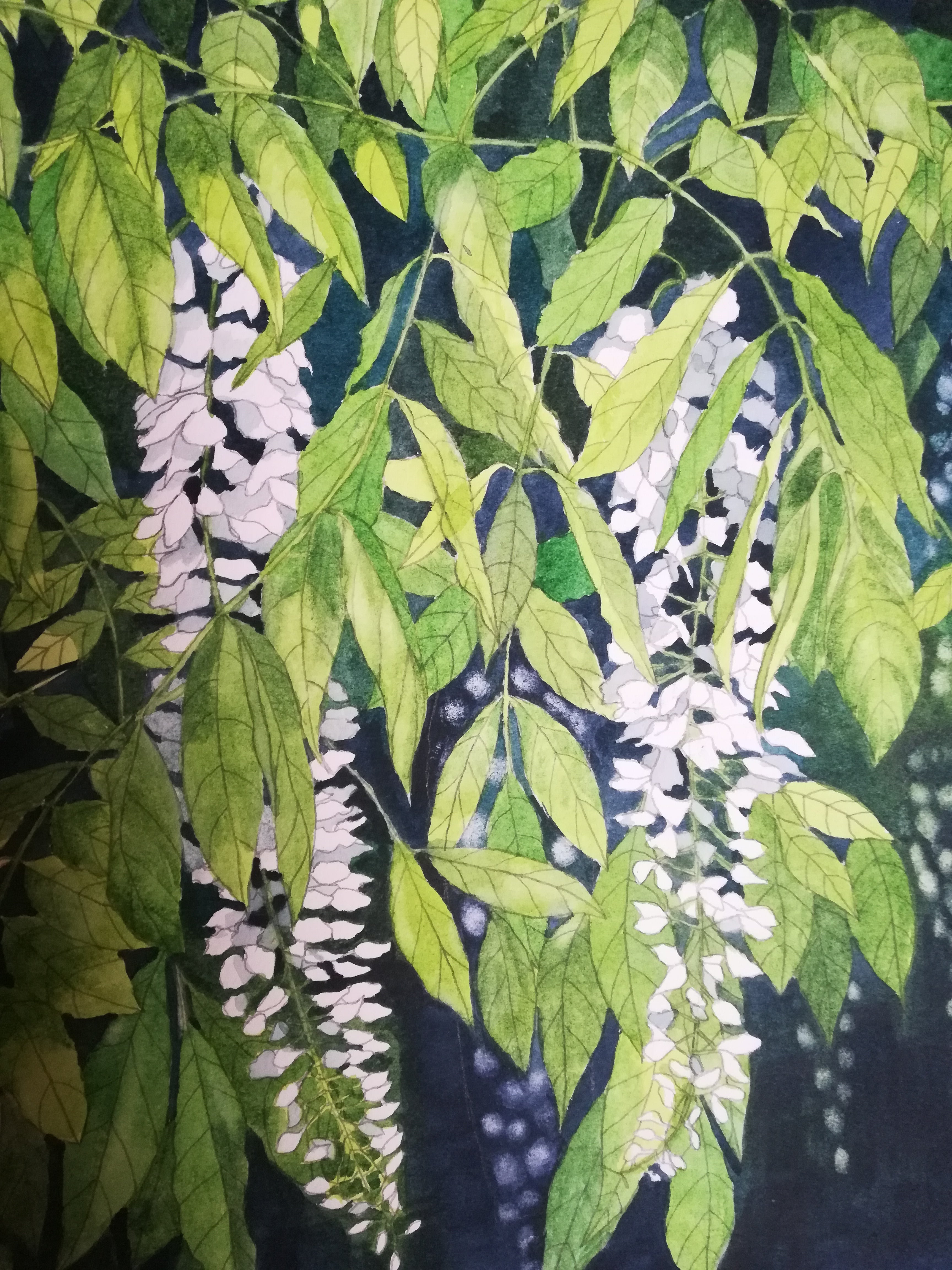 White wisteria watercolour painting
