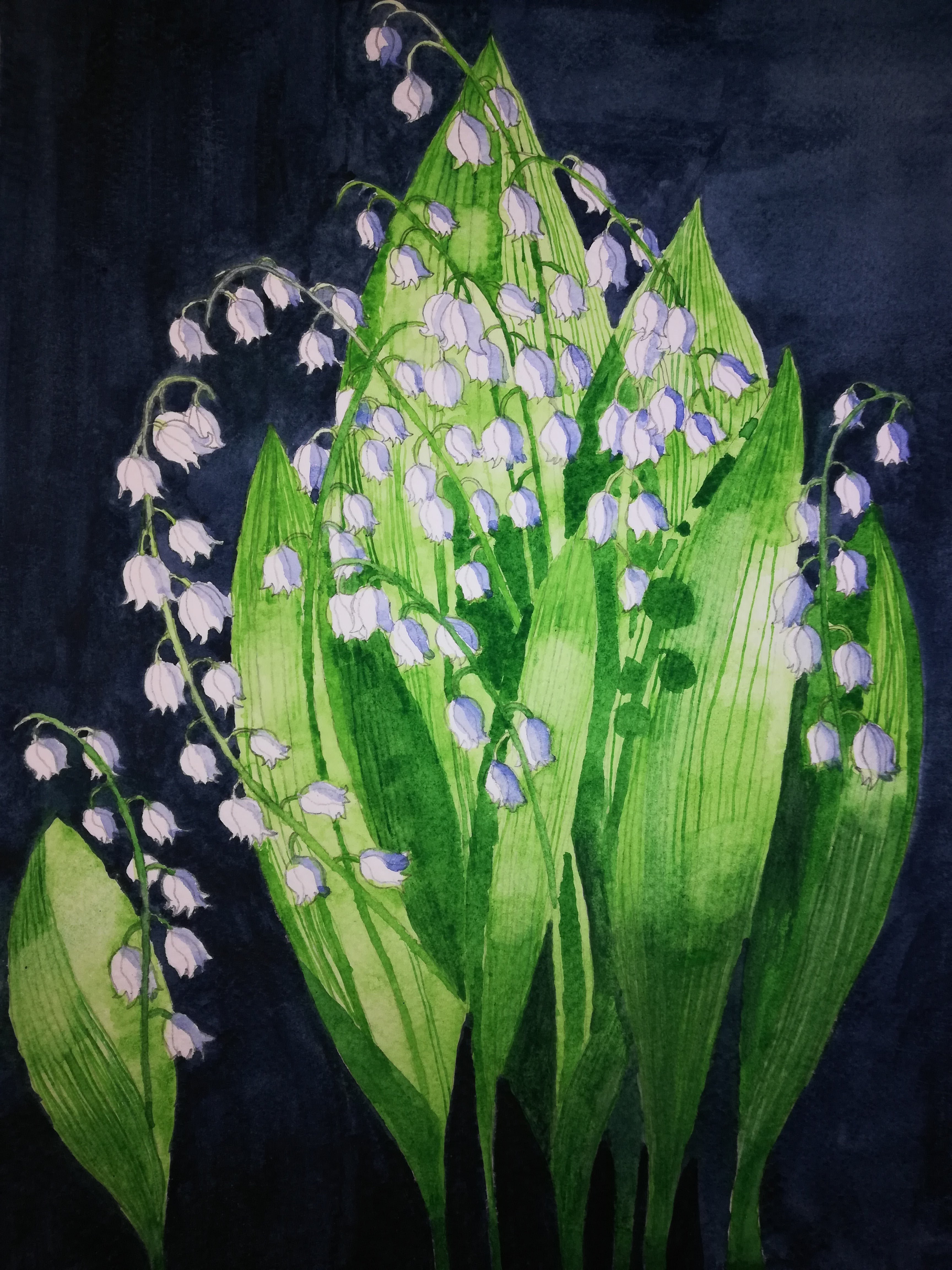Lily of the valley in watercolour