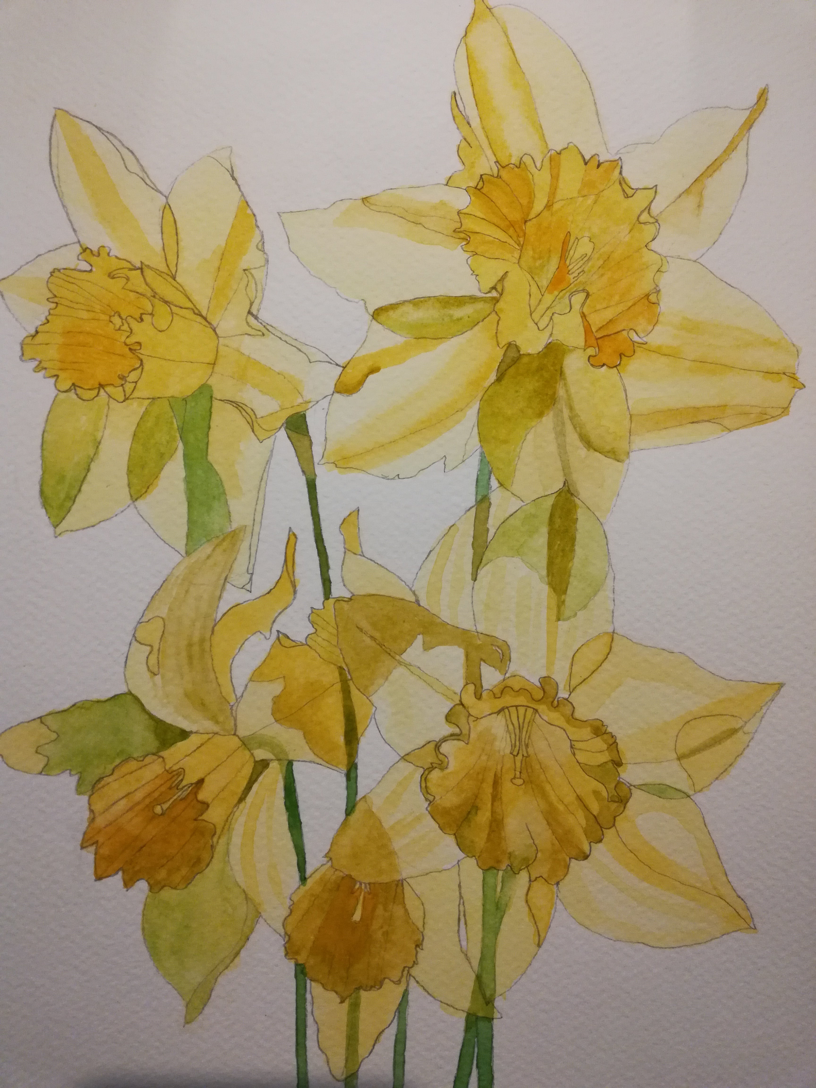 Daffodils in the sunshine