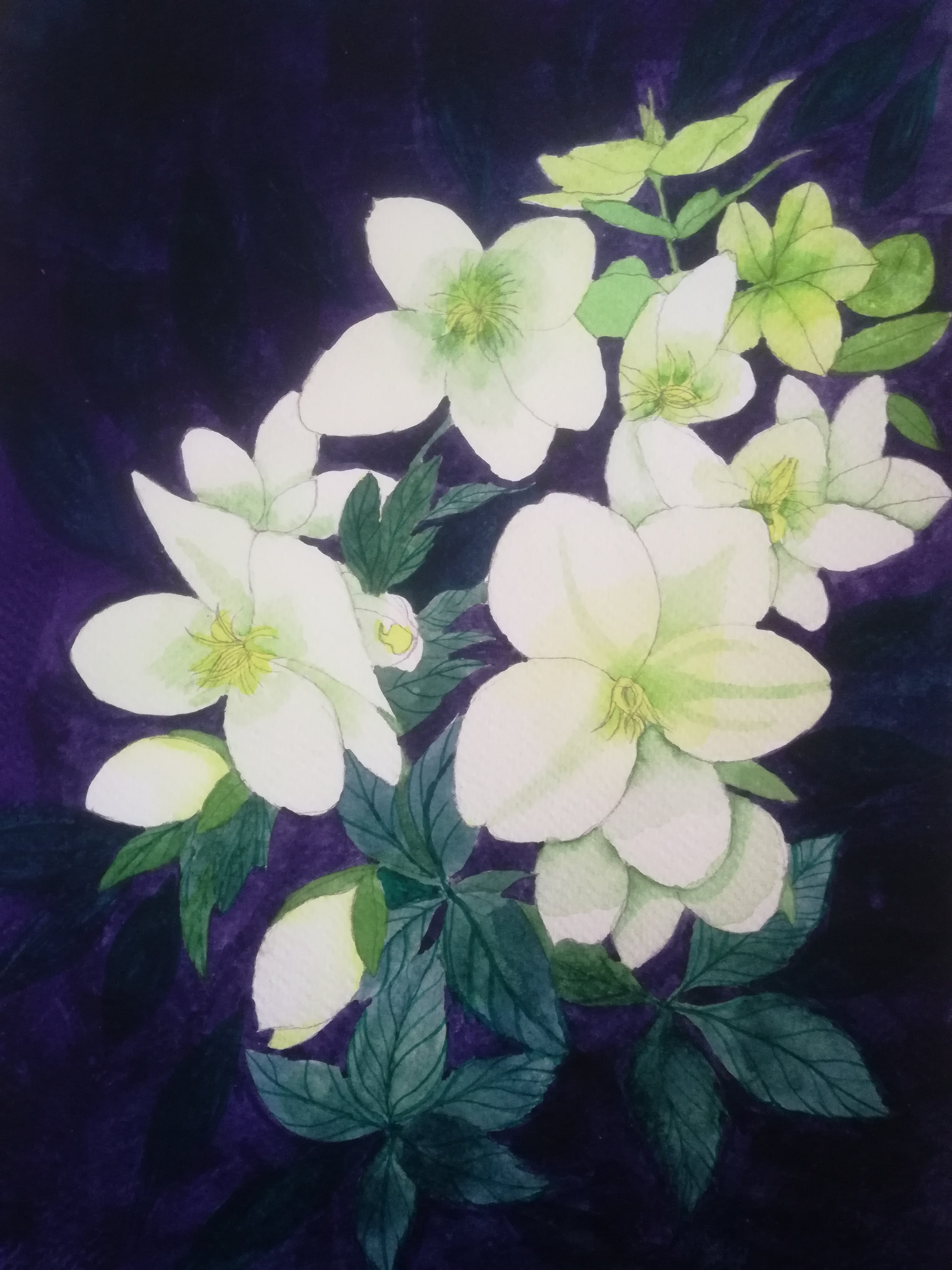 White hellebores watercolour painting