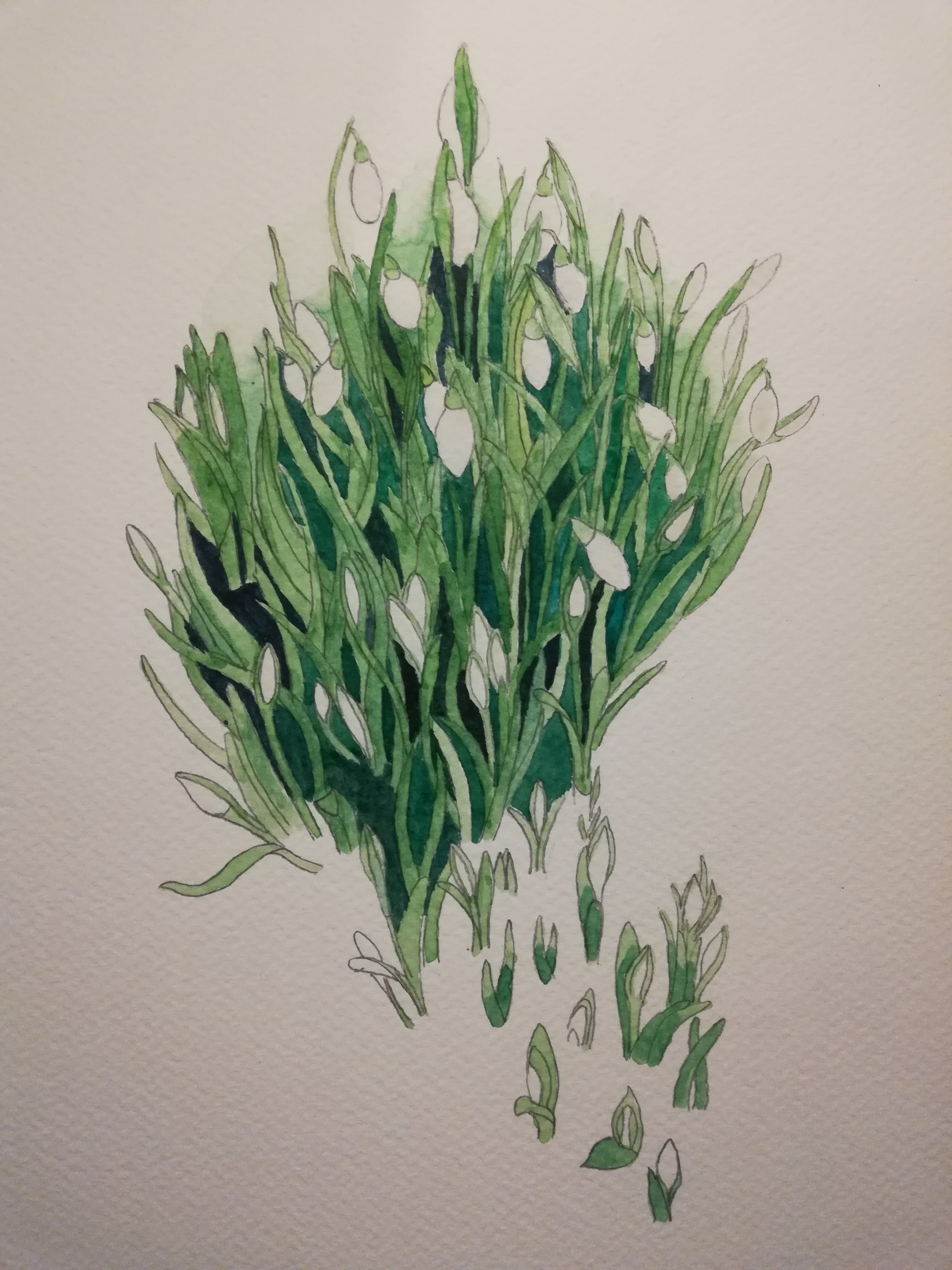 Budding Snowdrops watercolour