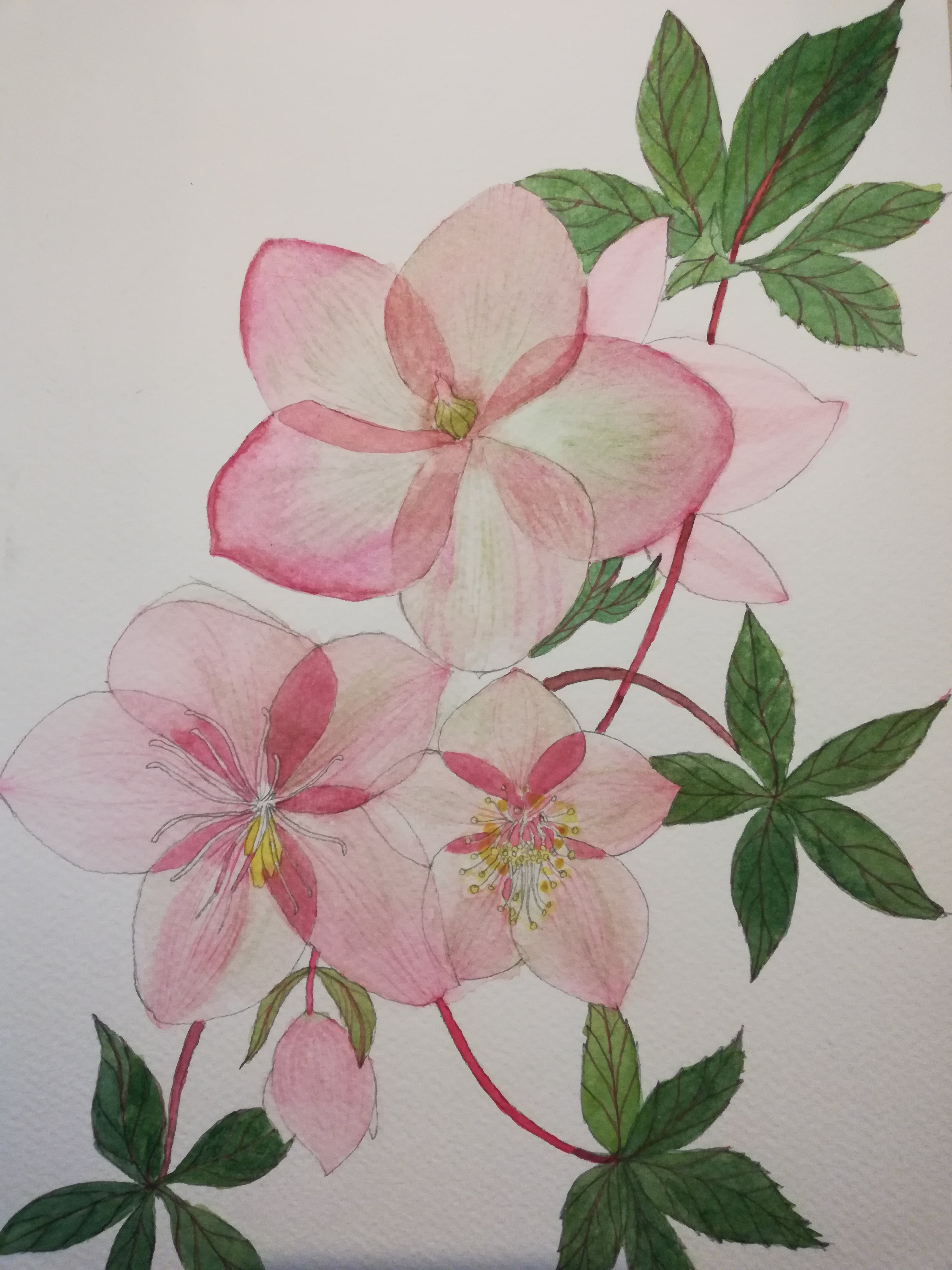 Pink Hellebores watercolour painting