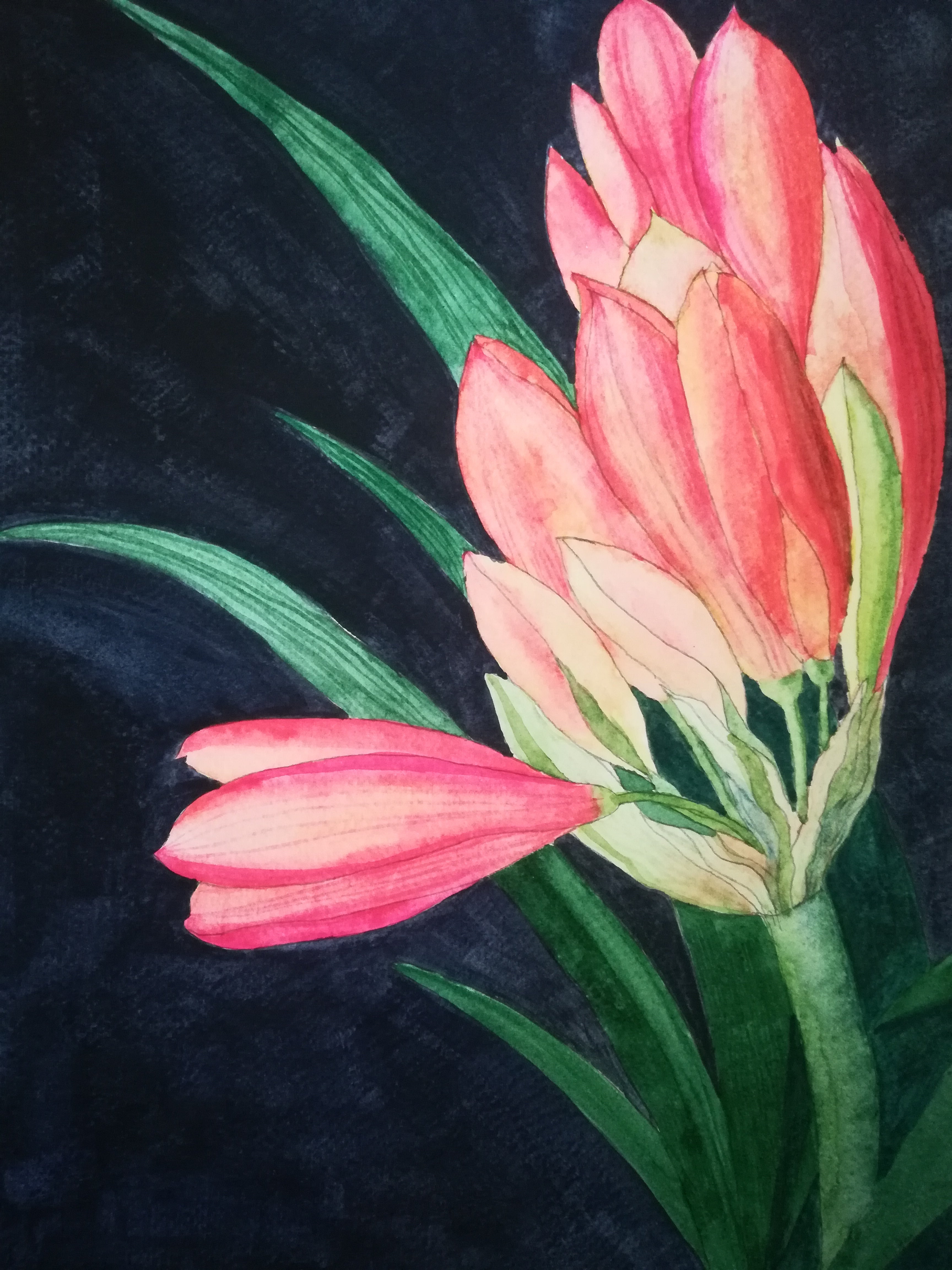 Budding clivia blossom watercolour