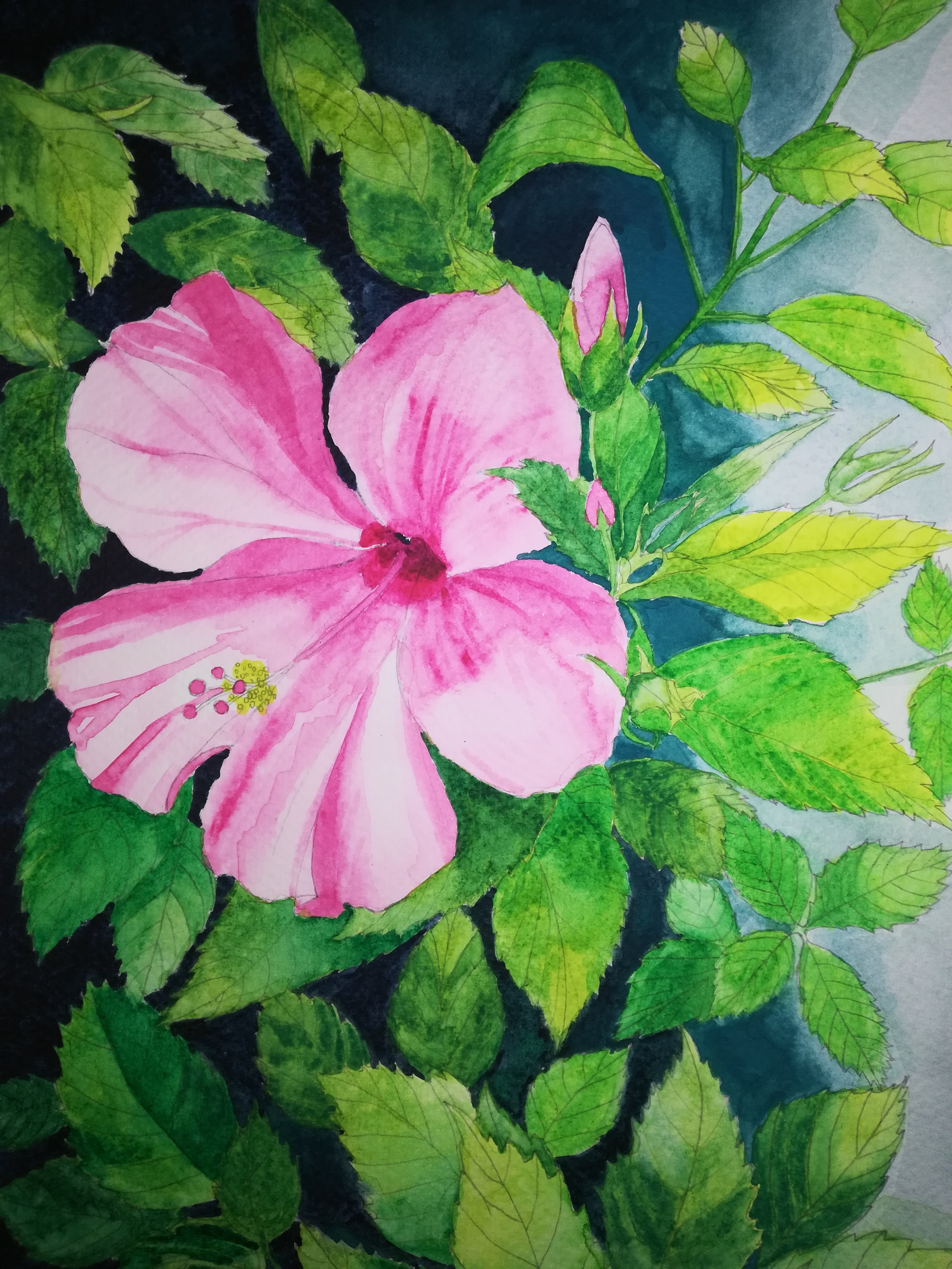 Pink hibiscus flower watercolour