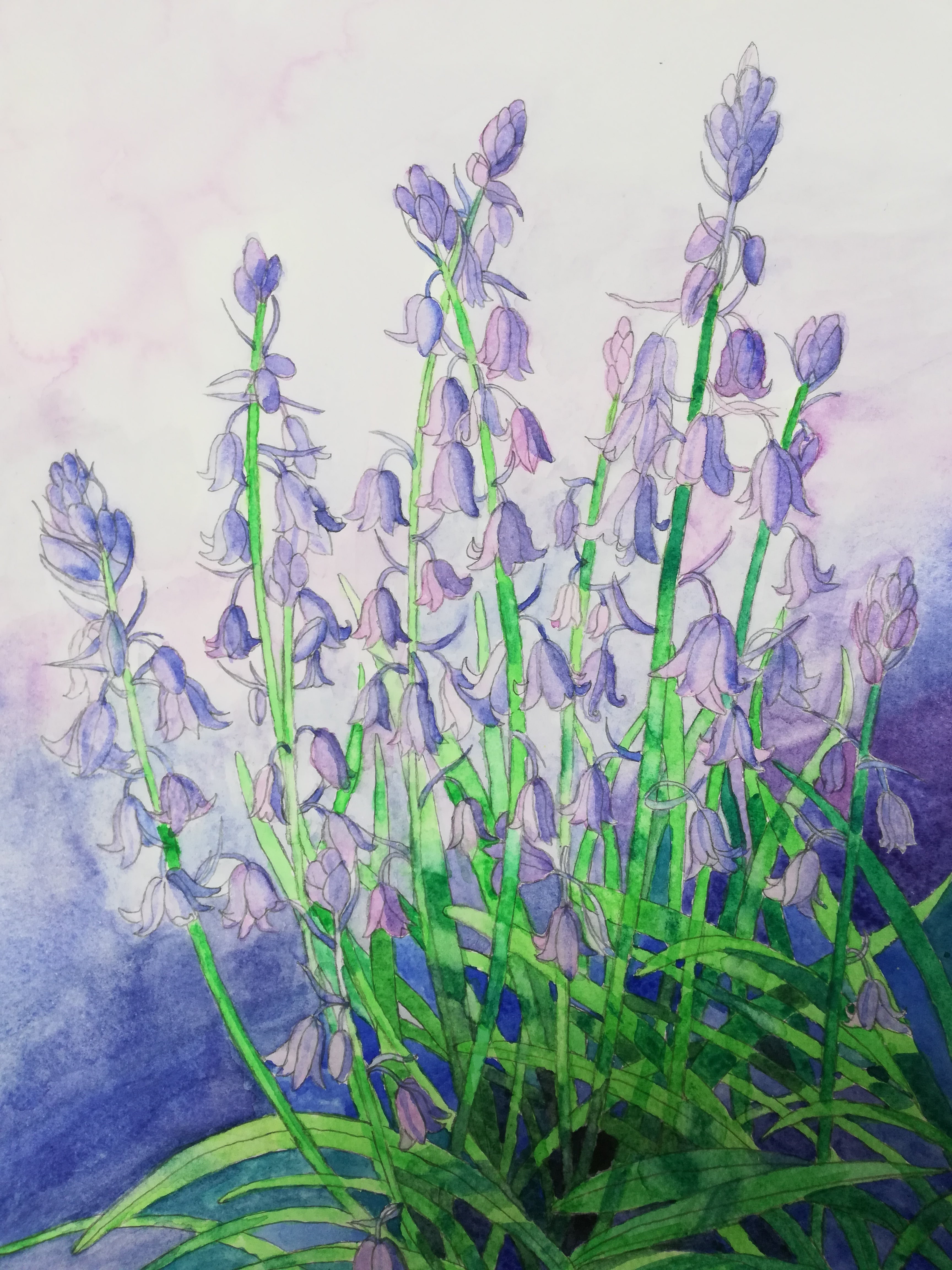 Watercolour bluebells painting