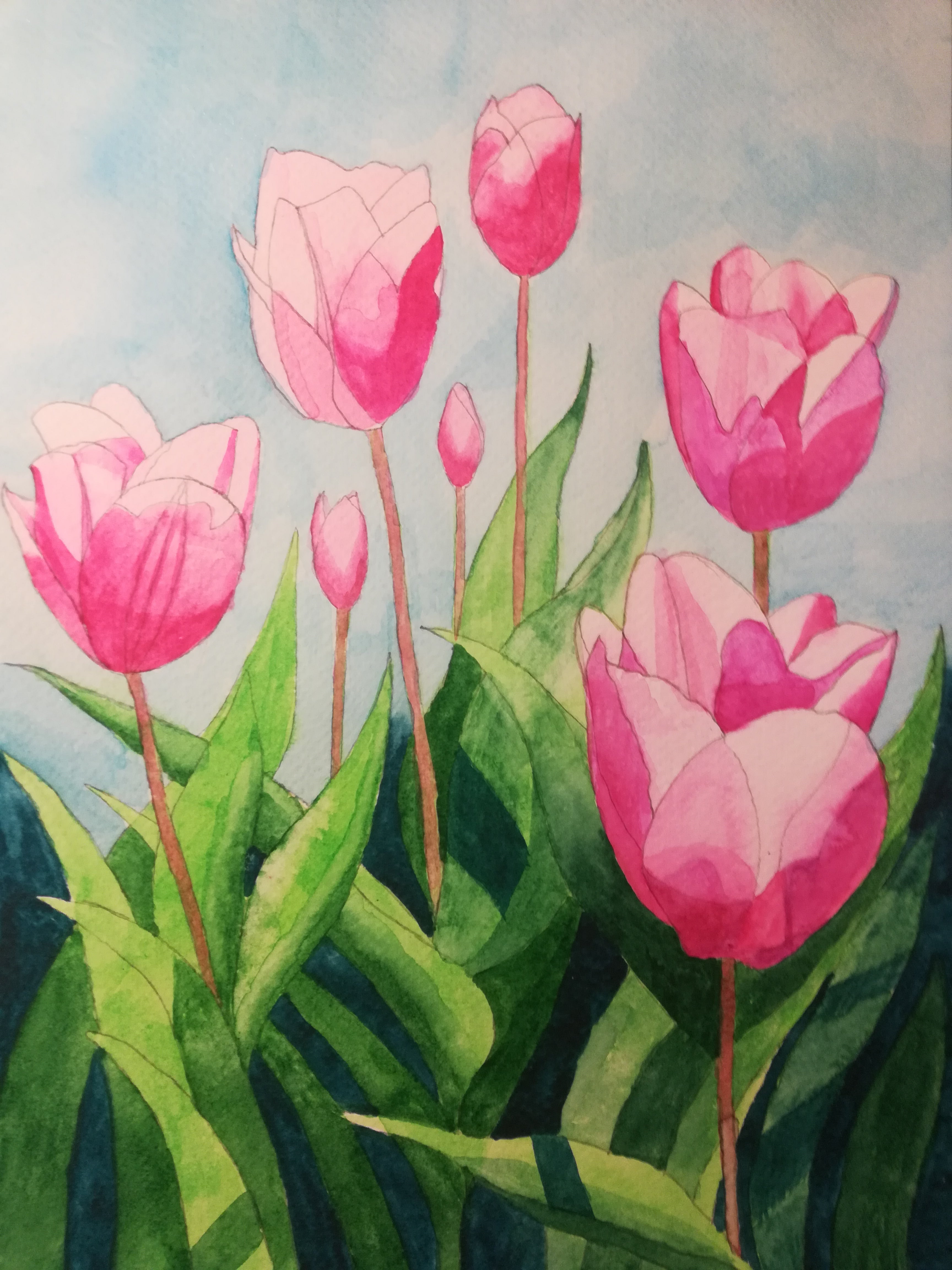 Pink tulips watercolour painting