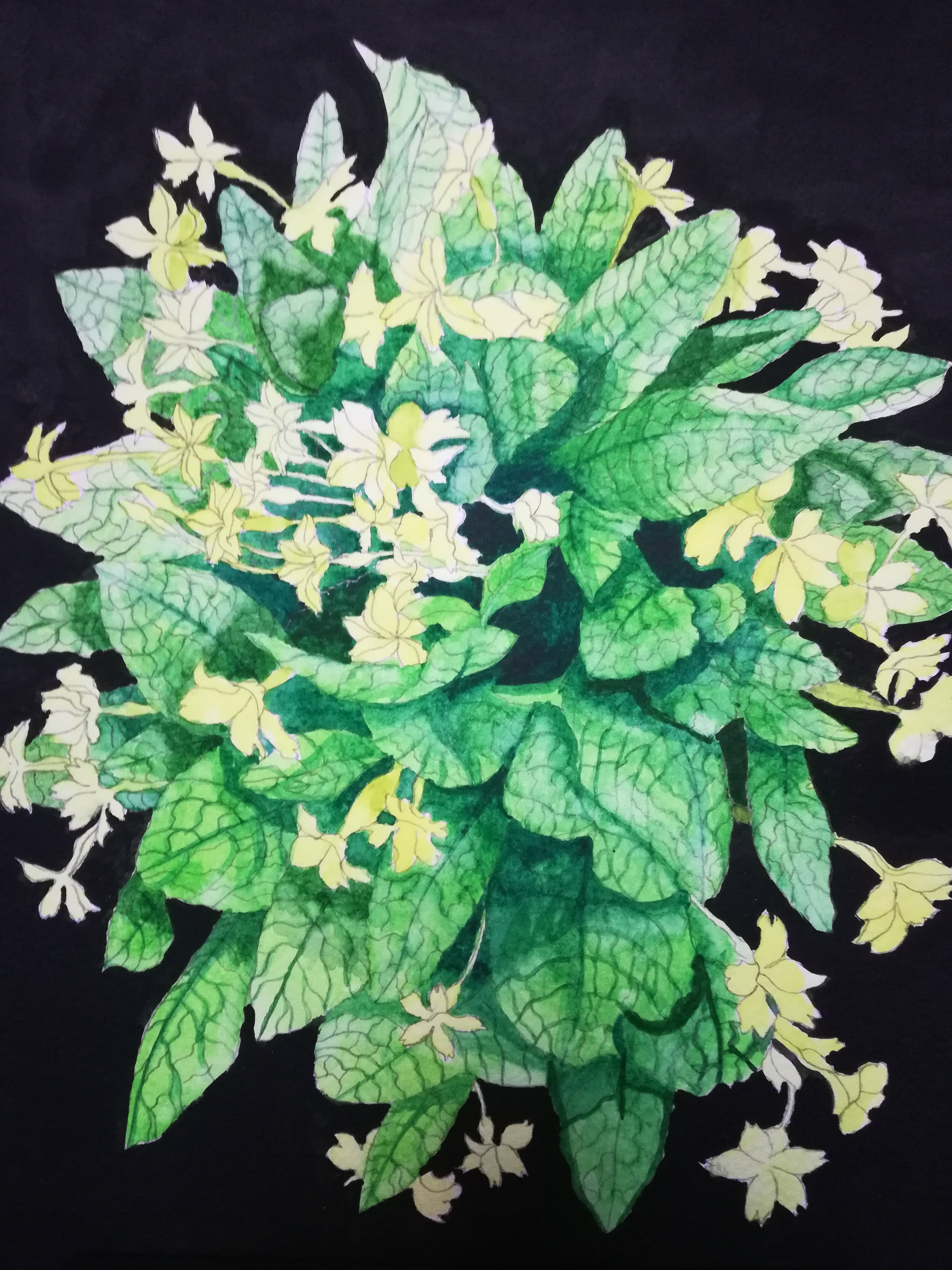 Yellow primroses watercolour
