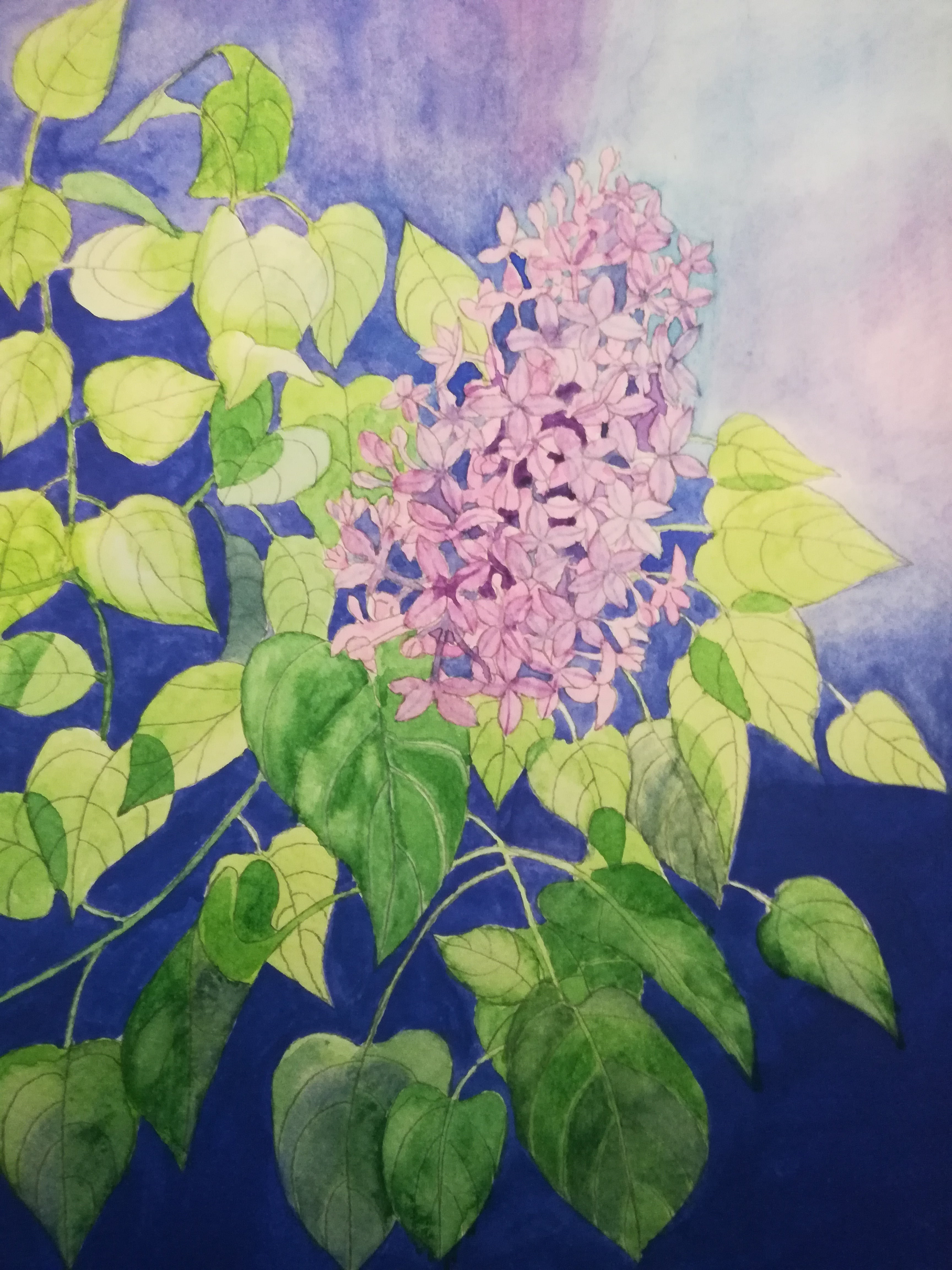 Watercolour lilac blossom