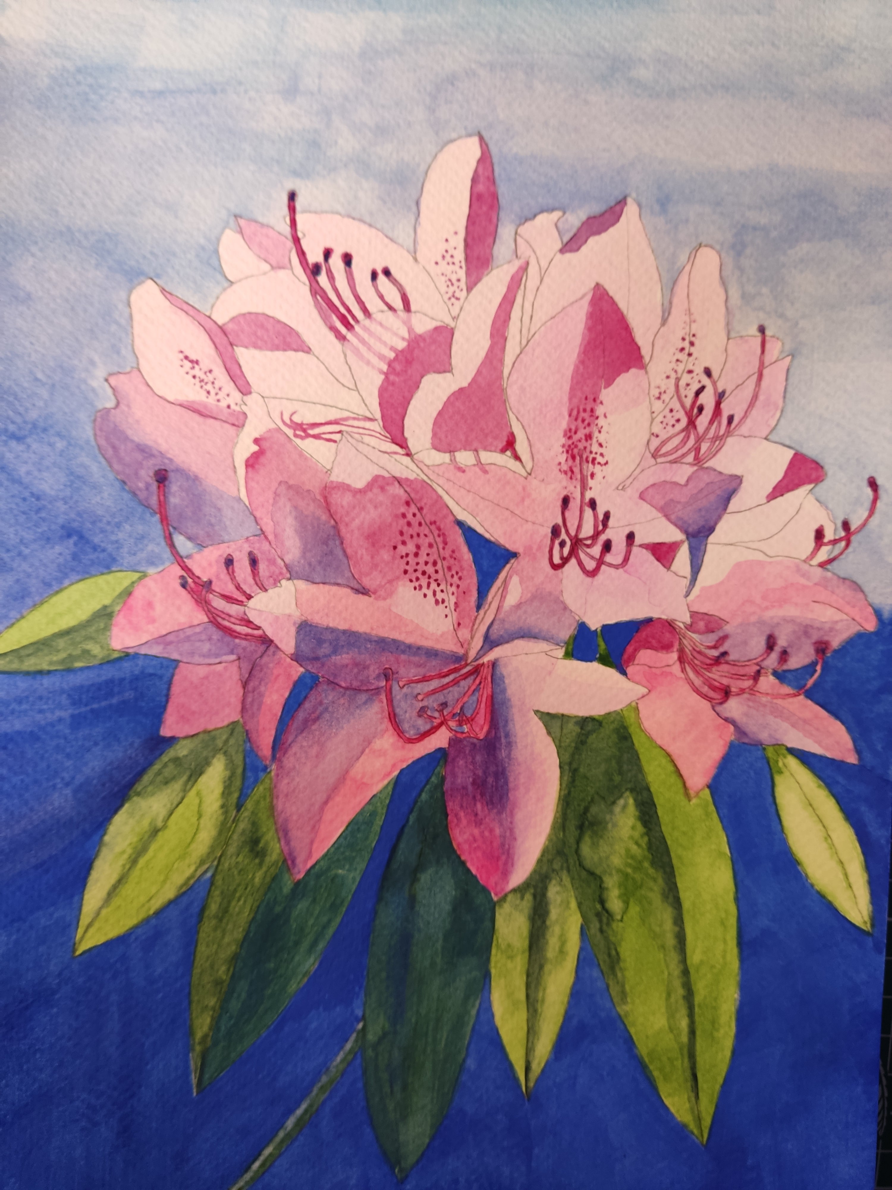 Pink rhododendron watercolour painting
