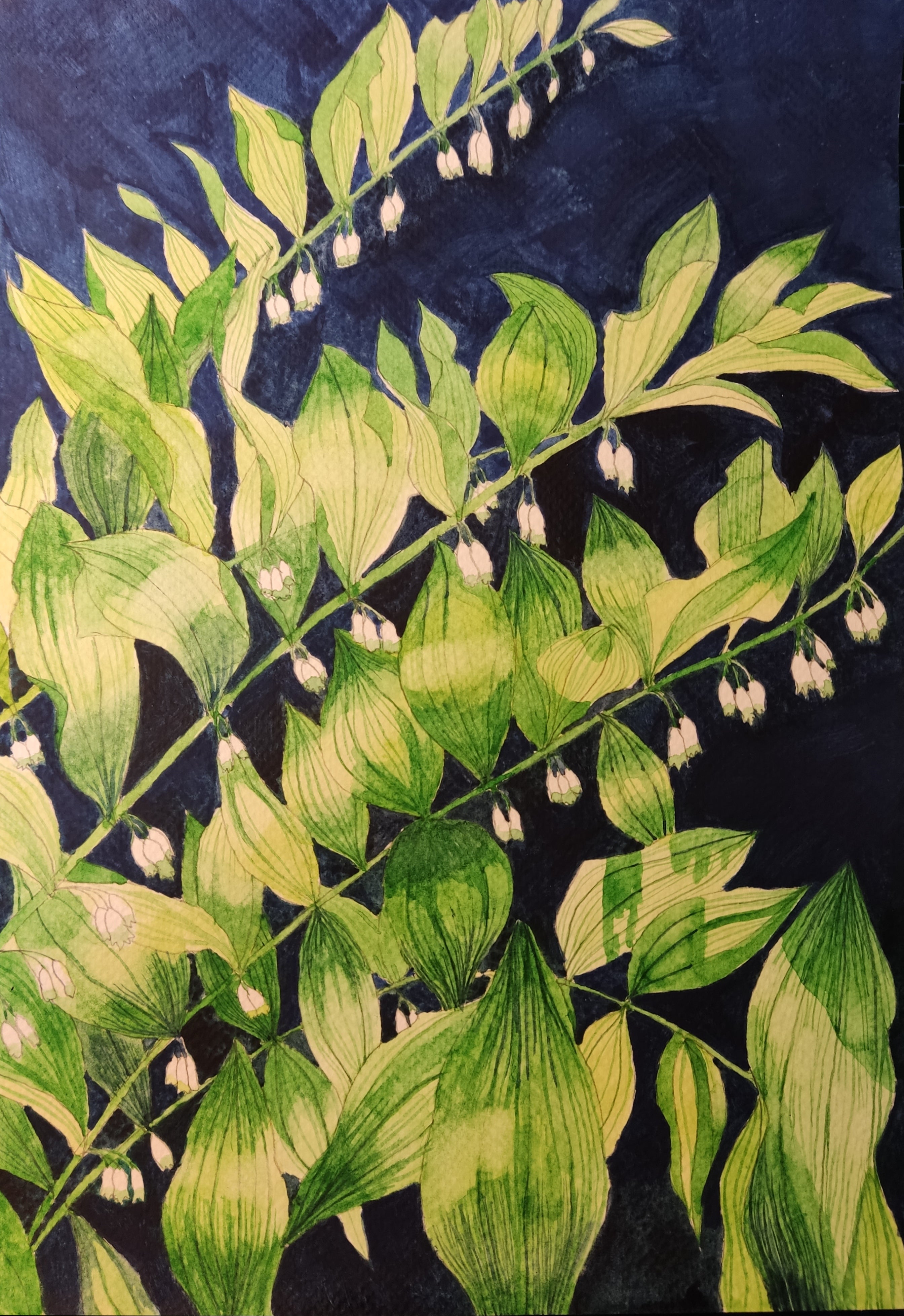 Solomon's Seal watercolour painting