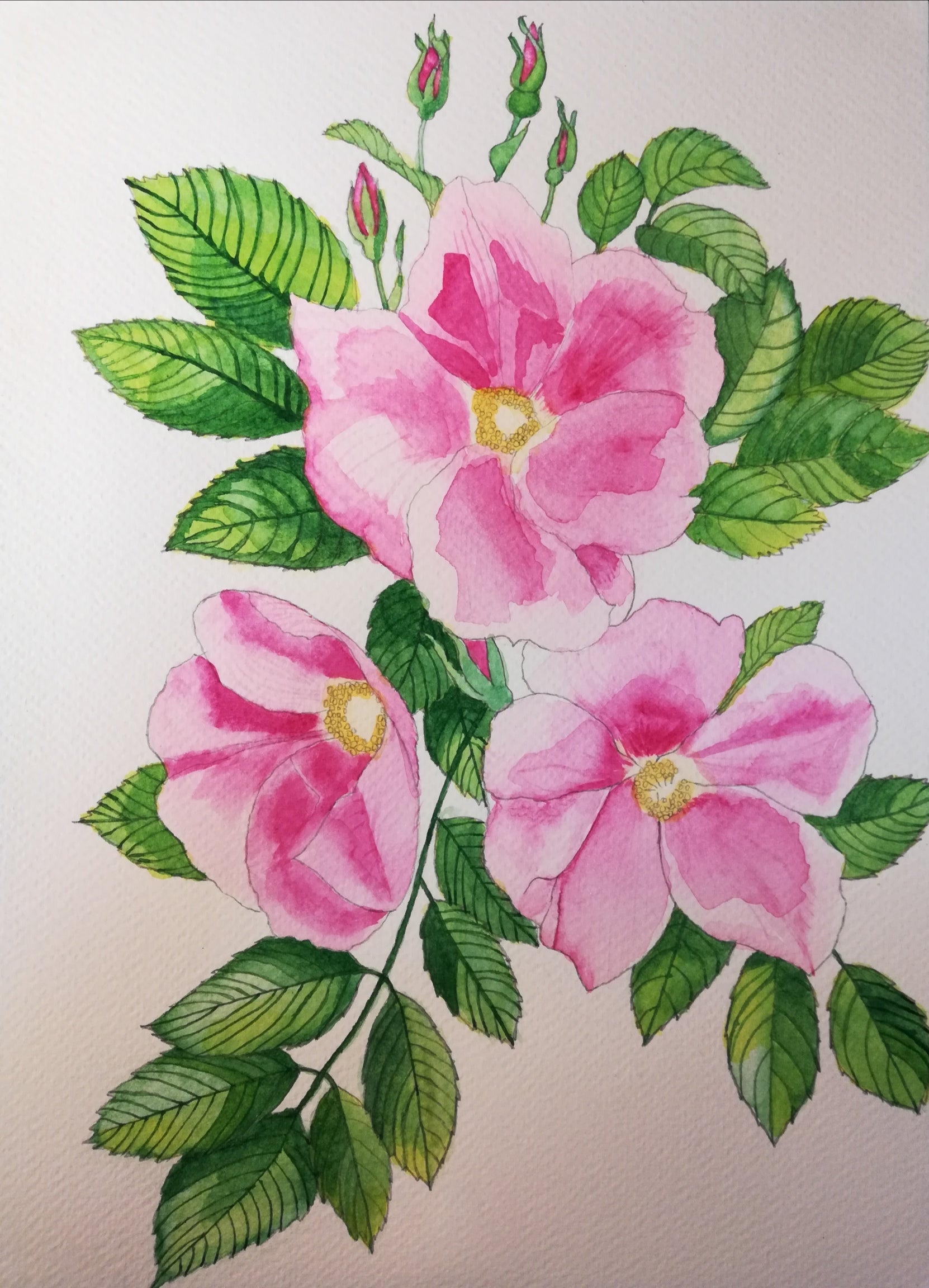 Pink wild roses watercolour