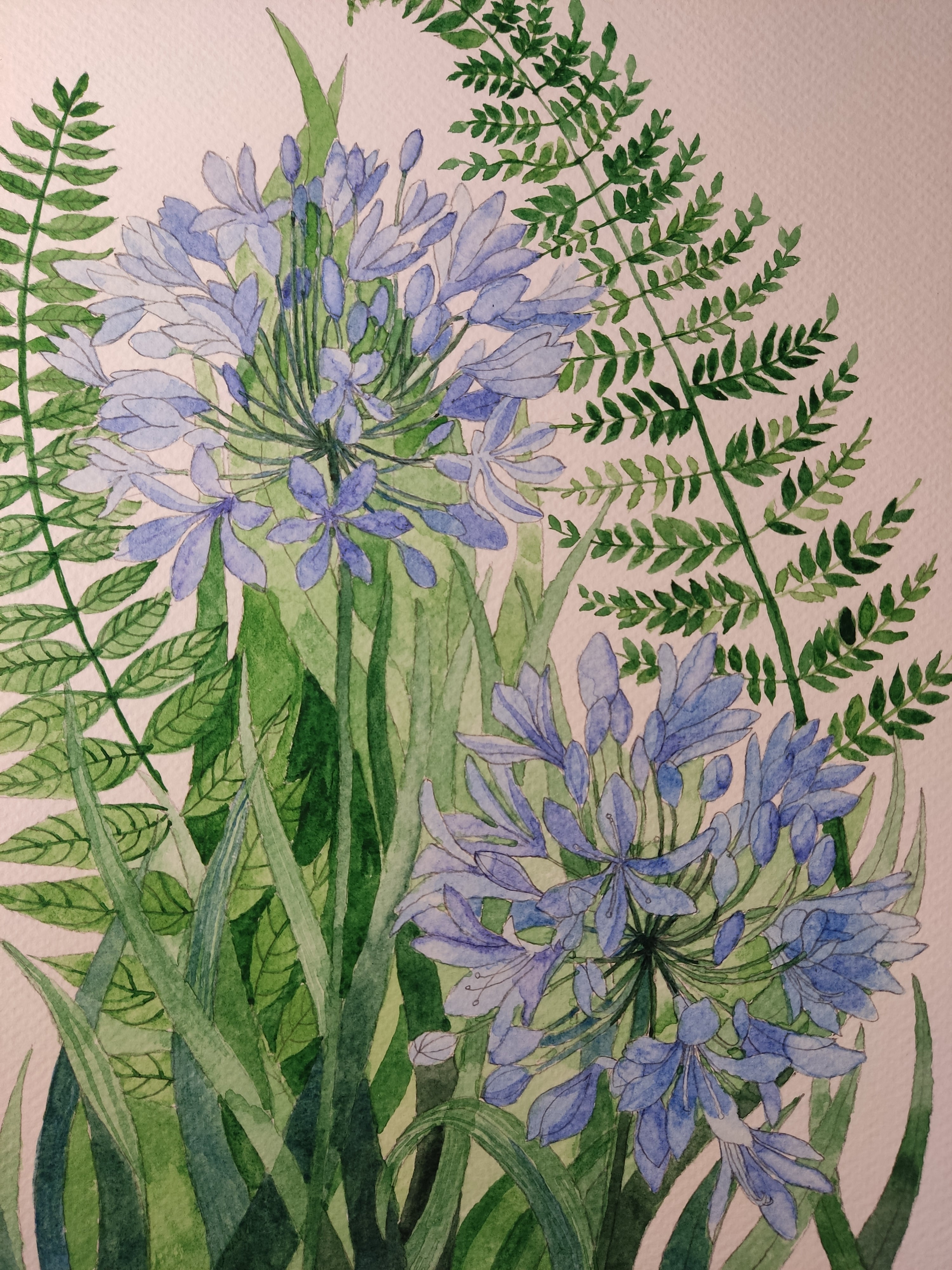 Blue agapanthus watercolour painting
