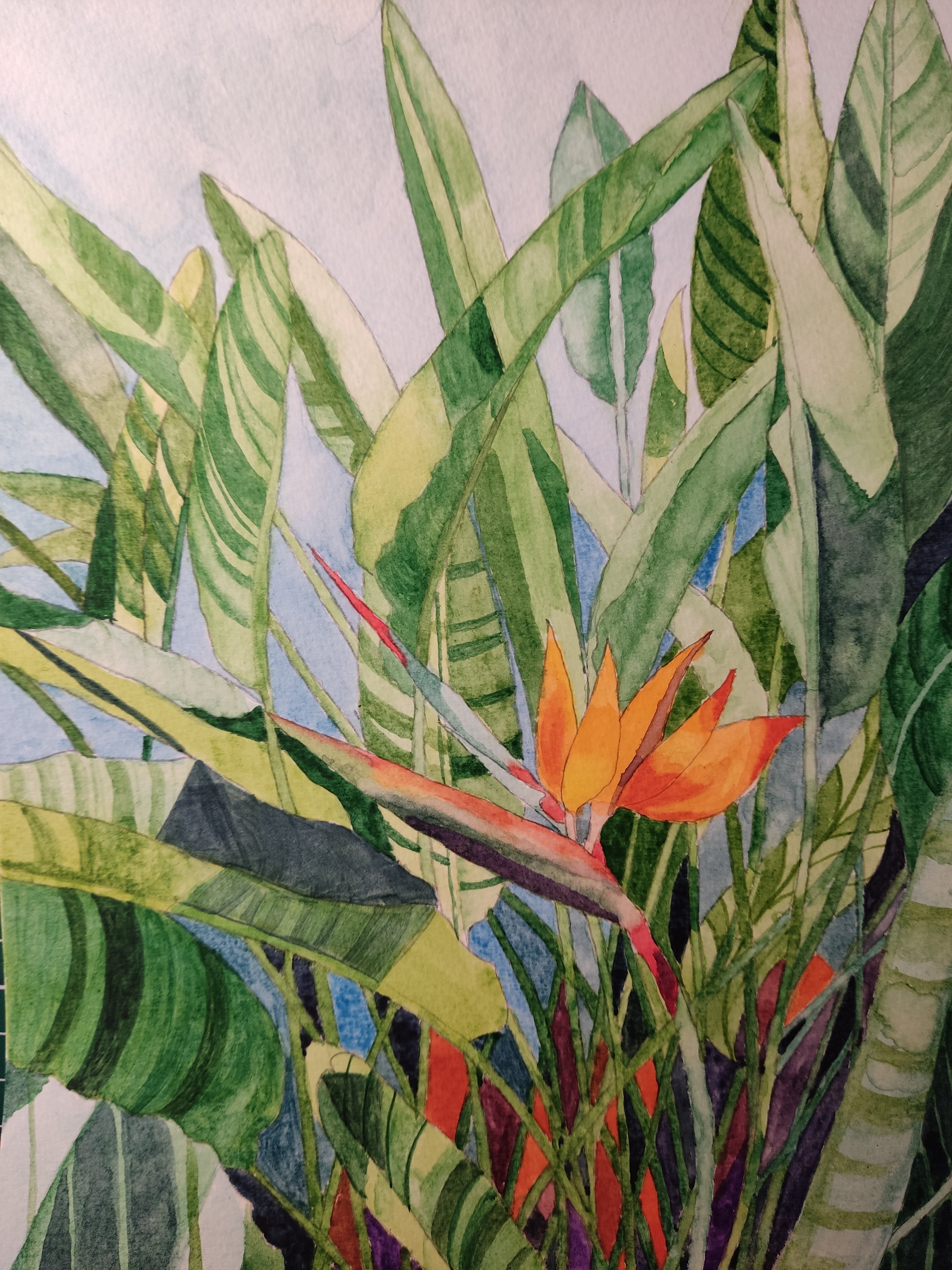 Bird of Paradise flower in watercolour