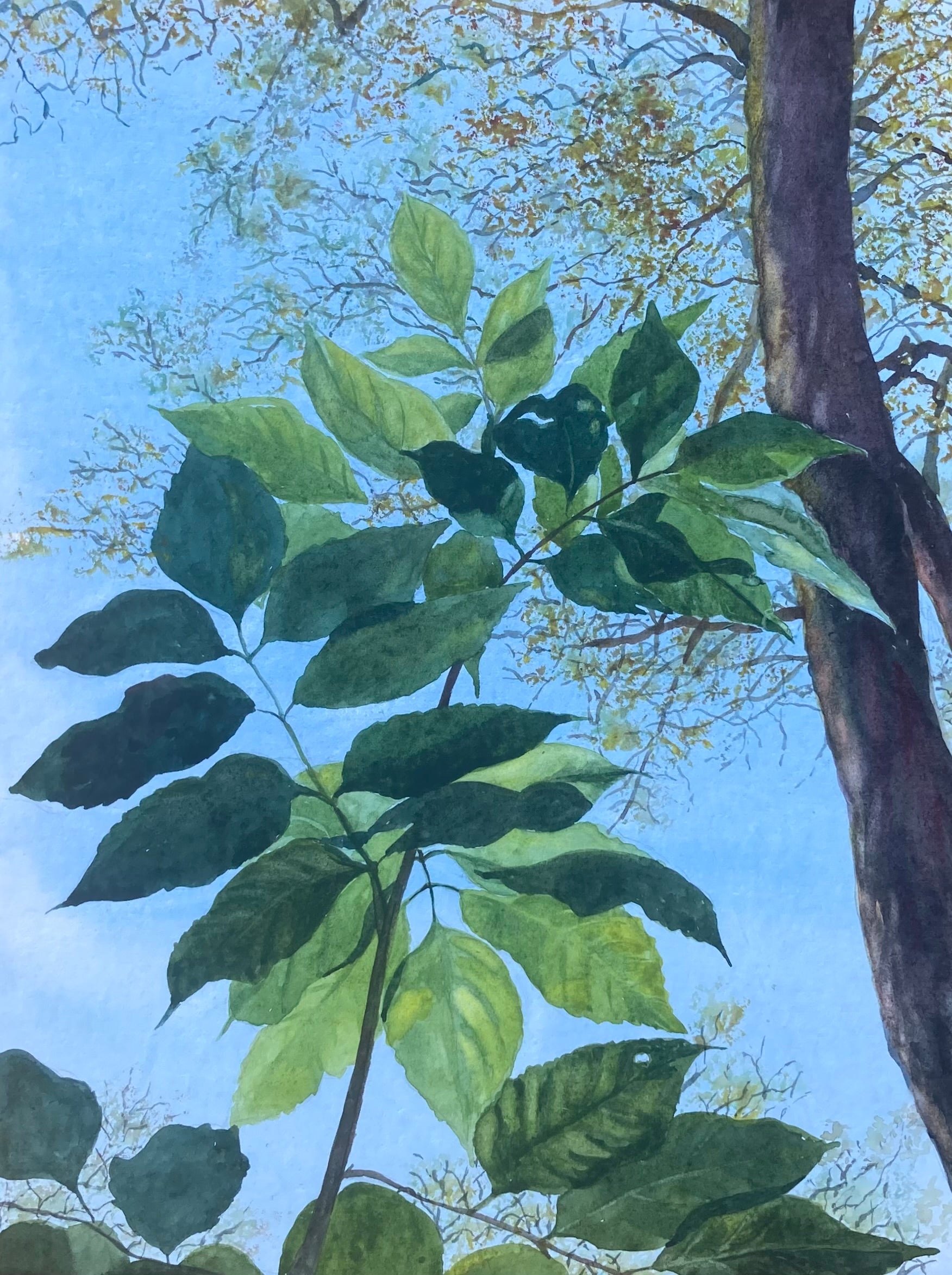 SUMMER LEAVES