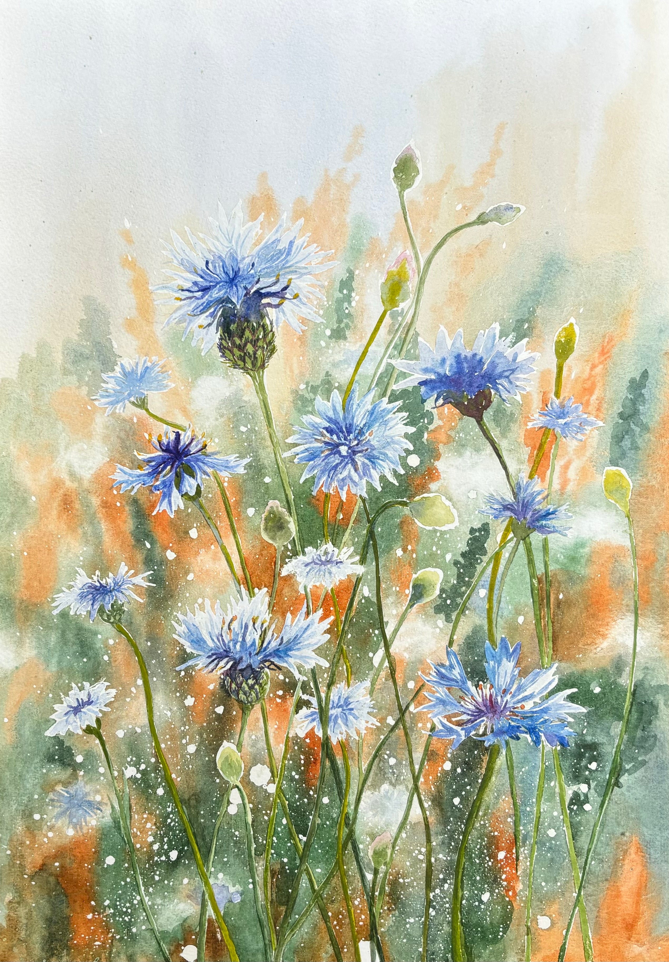 CORNFLOWER MEADOW