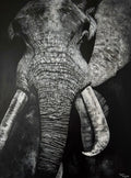 "Ancient Wisdom" Original Black & White Elephant Portrait