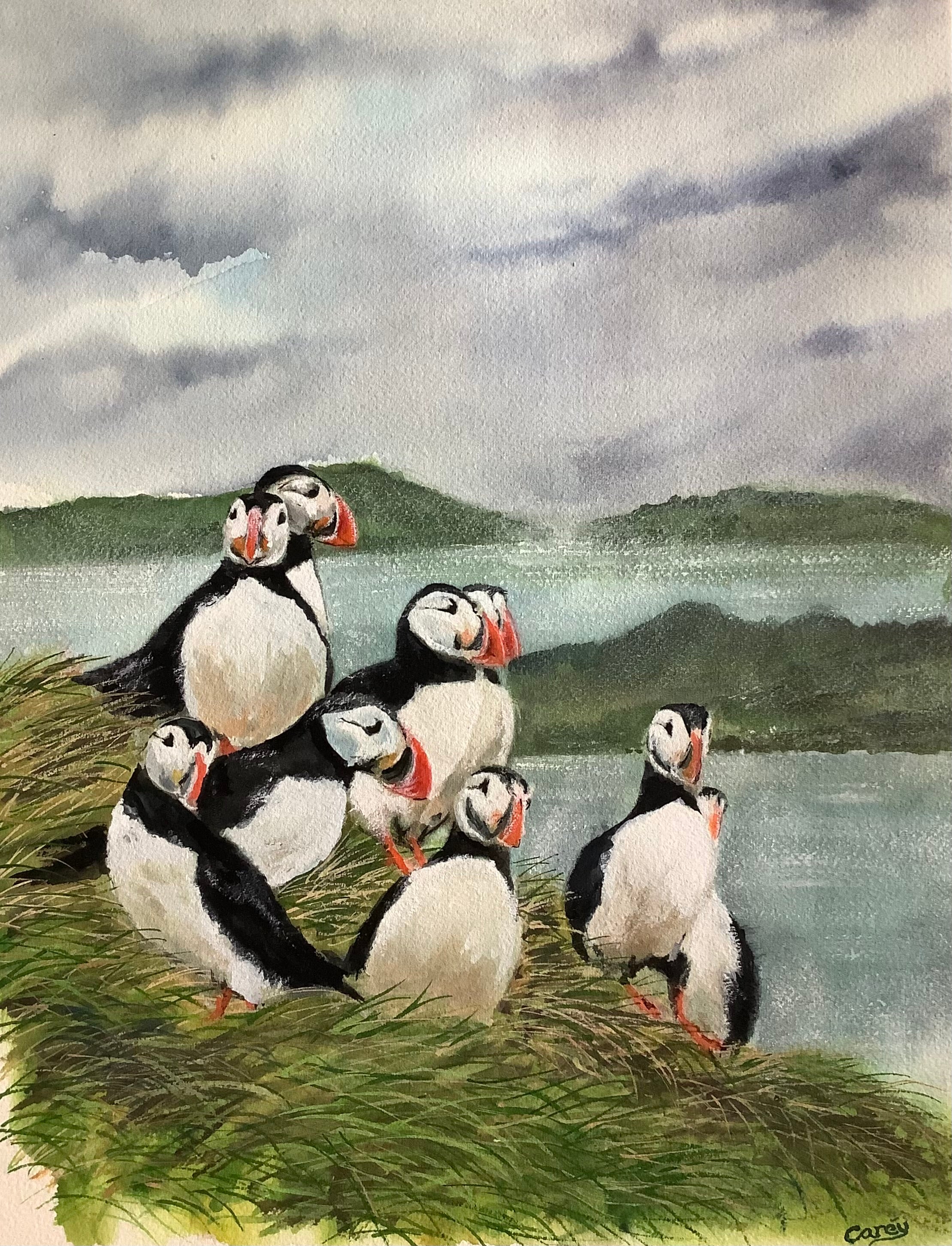 Puffins on Shetland