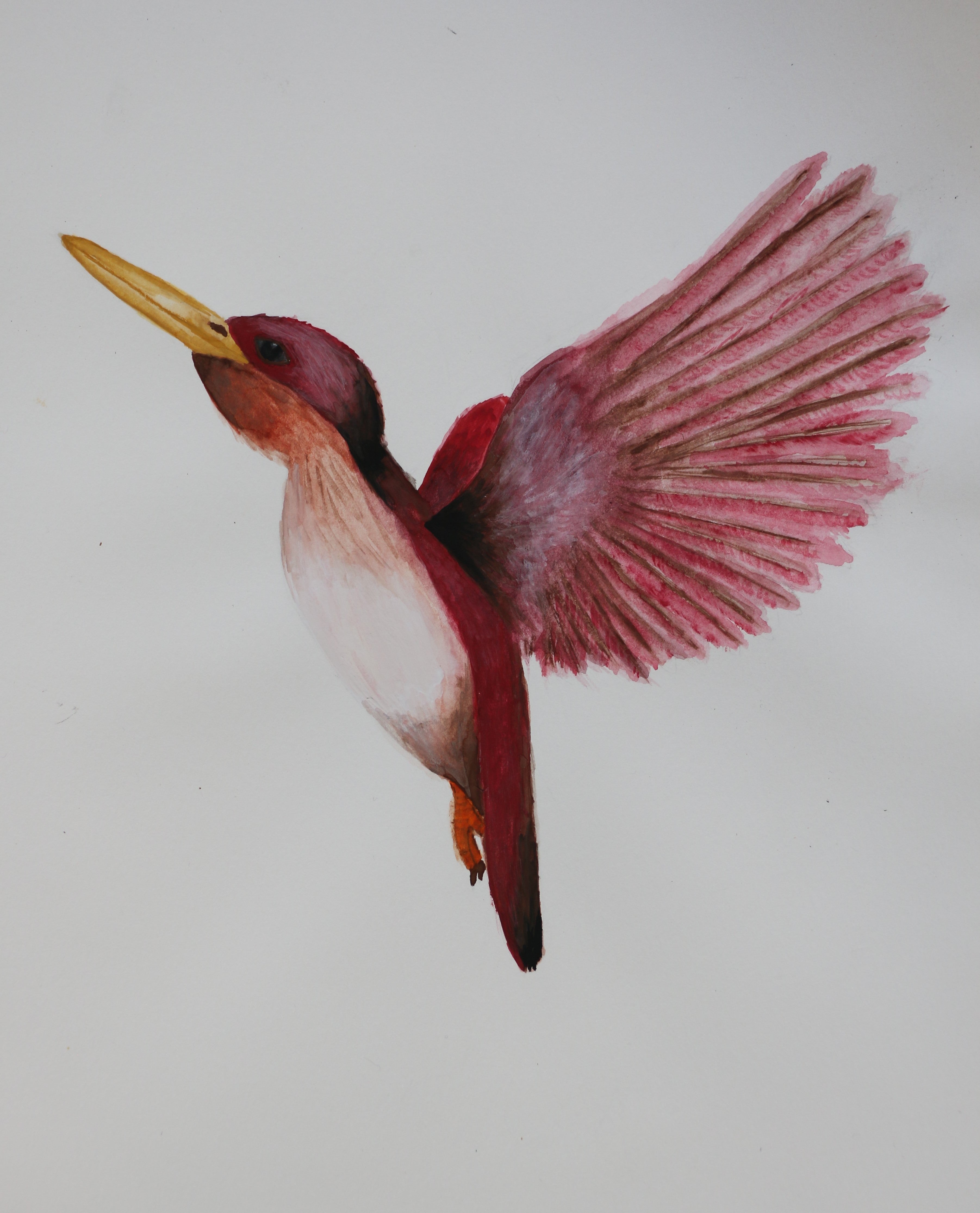 Bird in flight