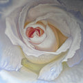 White Beauty 2.