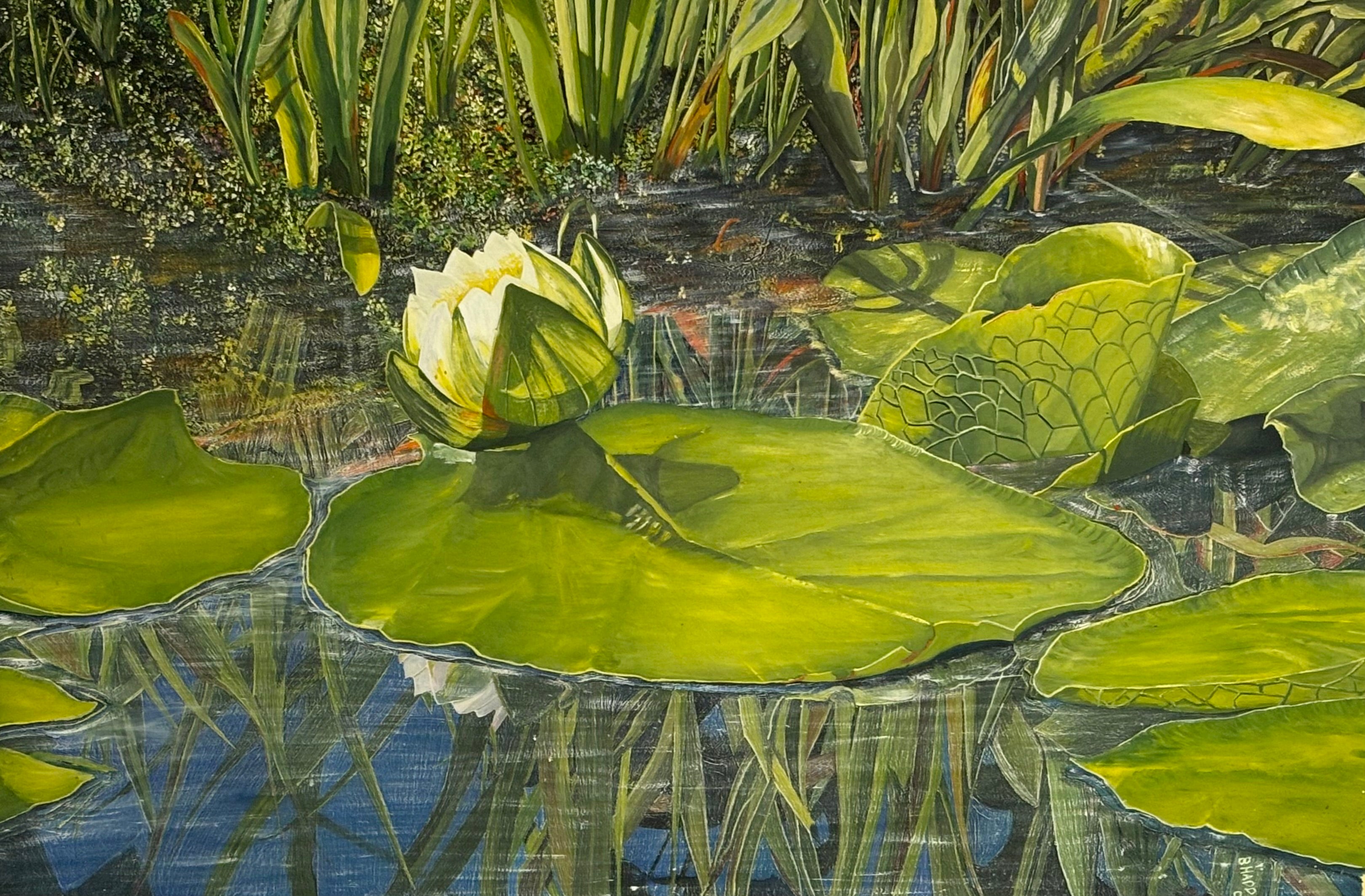 Lily Pad