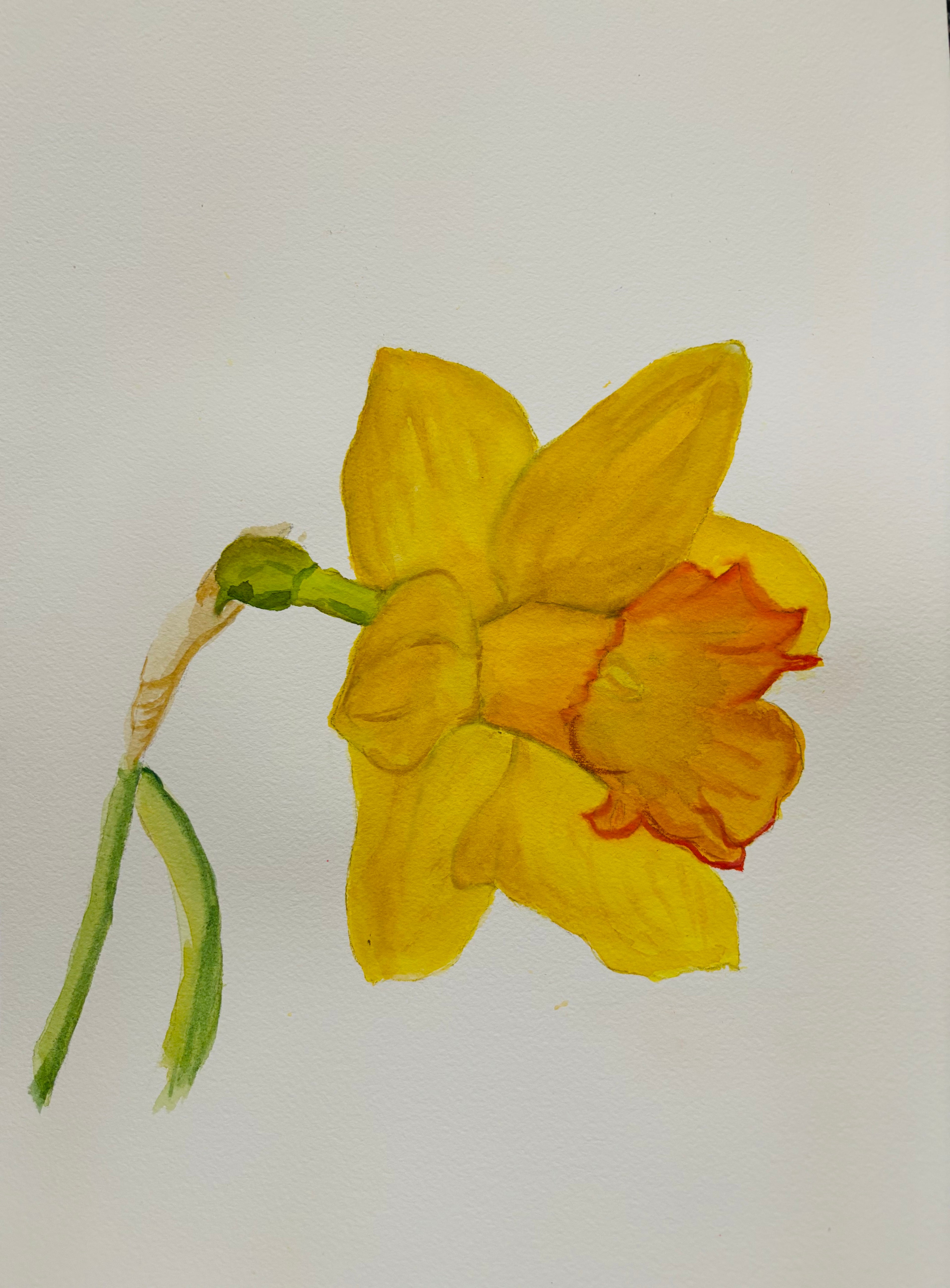 Spring daffodil