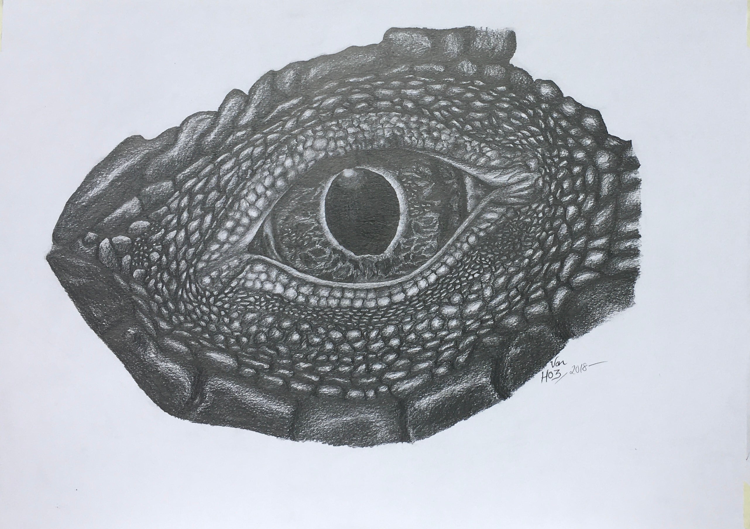 Komodo Dragon Eye