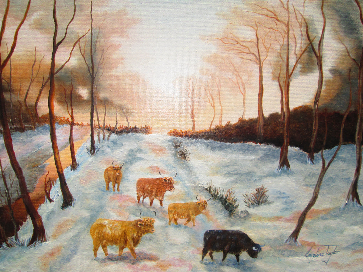 A Winter Evening Highland cattle