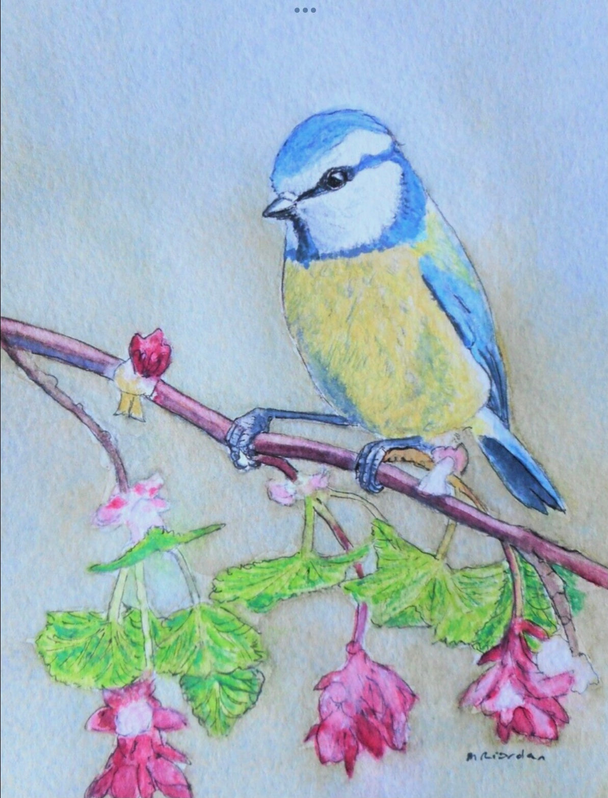 Blue Tit